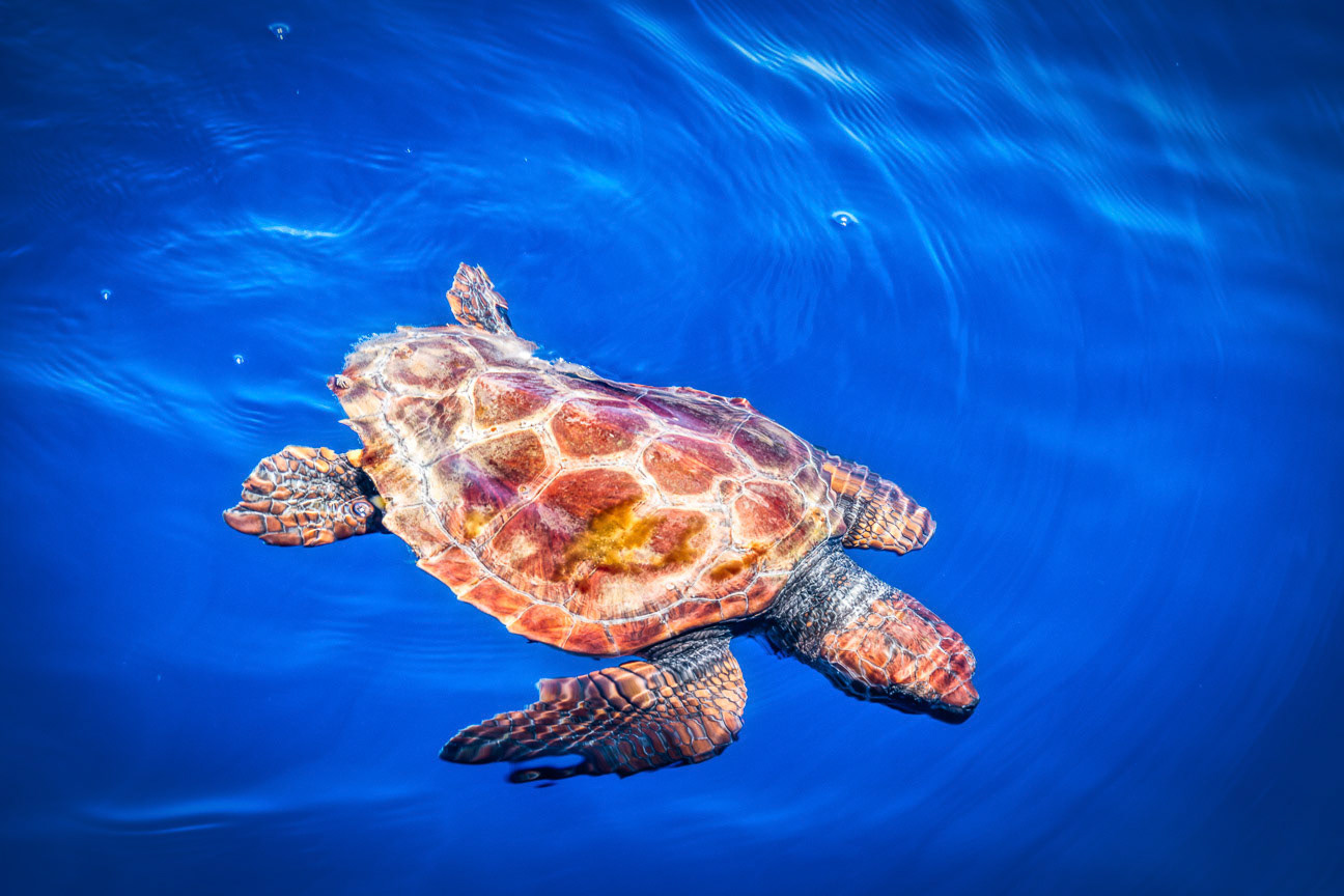 Madeira Loggerhead Turtle