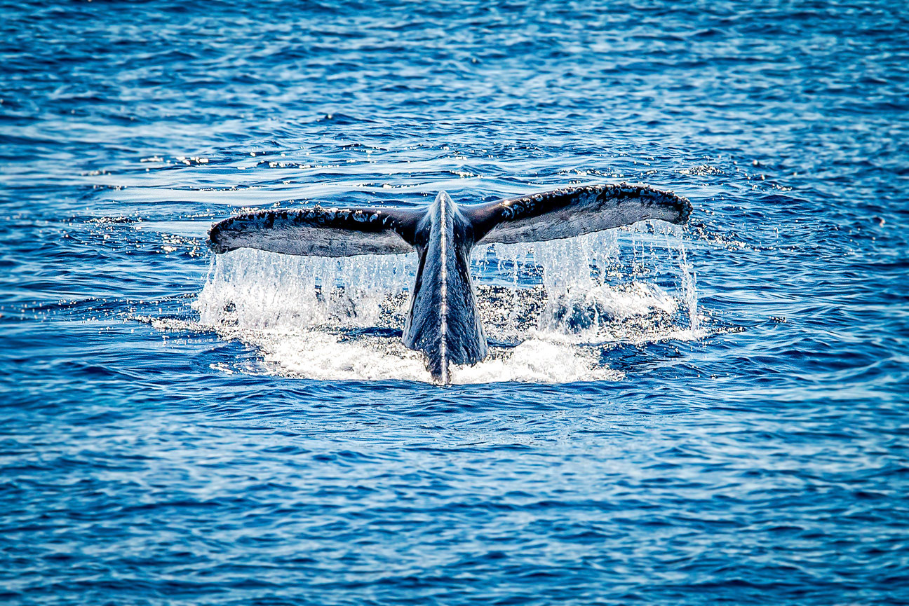 Whale Watch 1