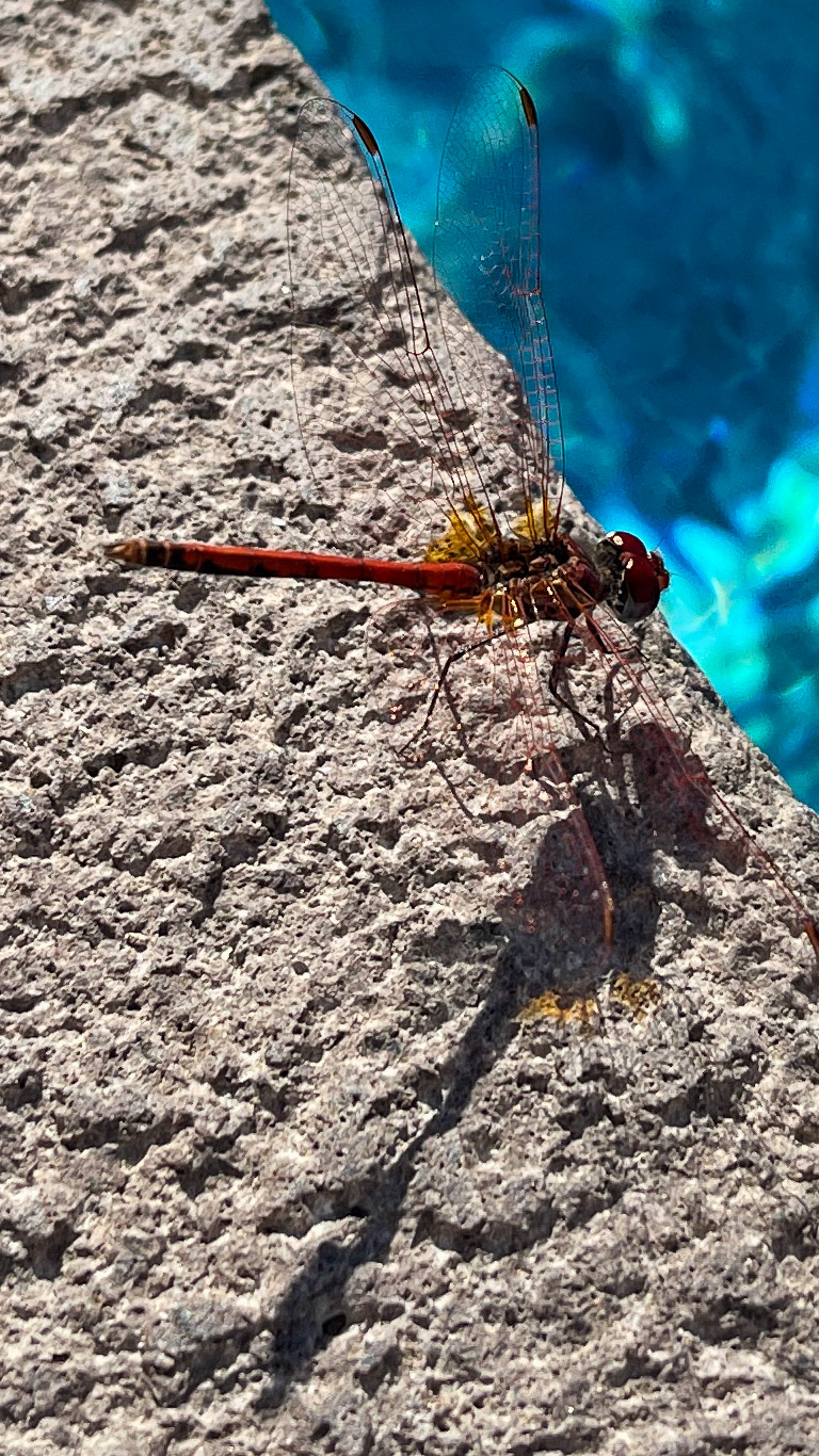 Hotel Seaden Valentine