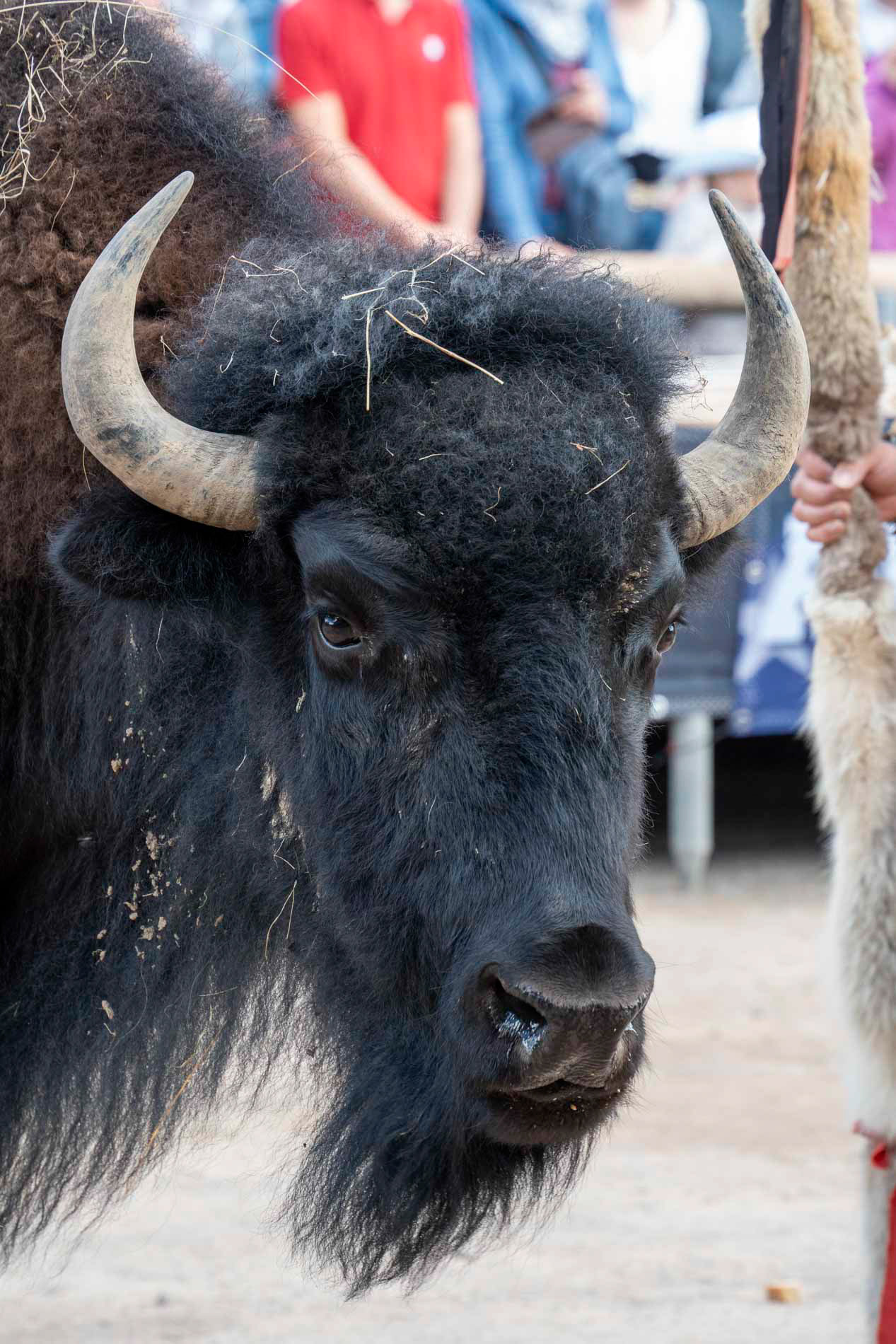 Western Show