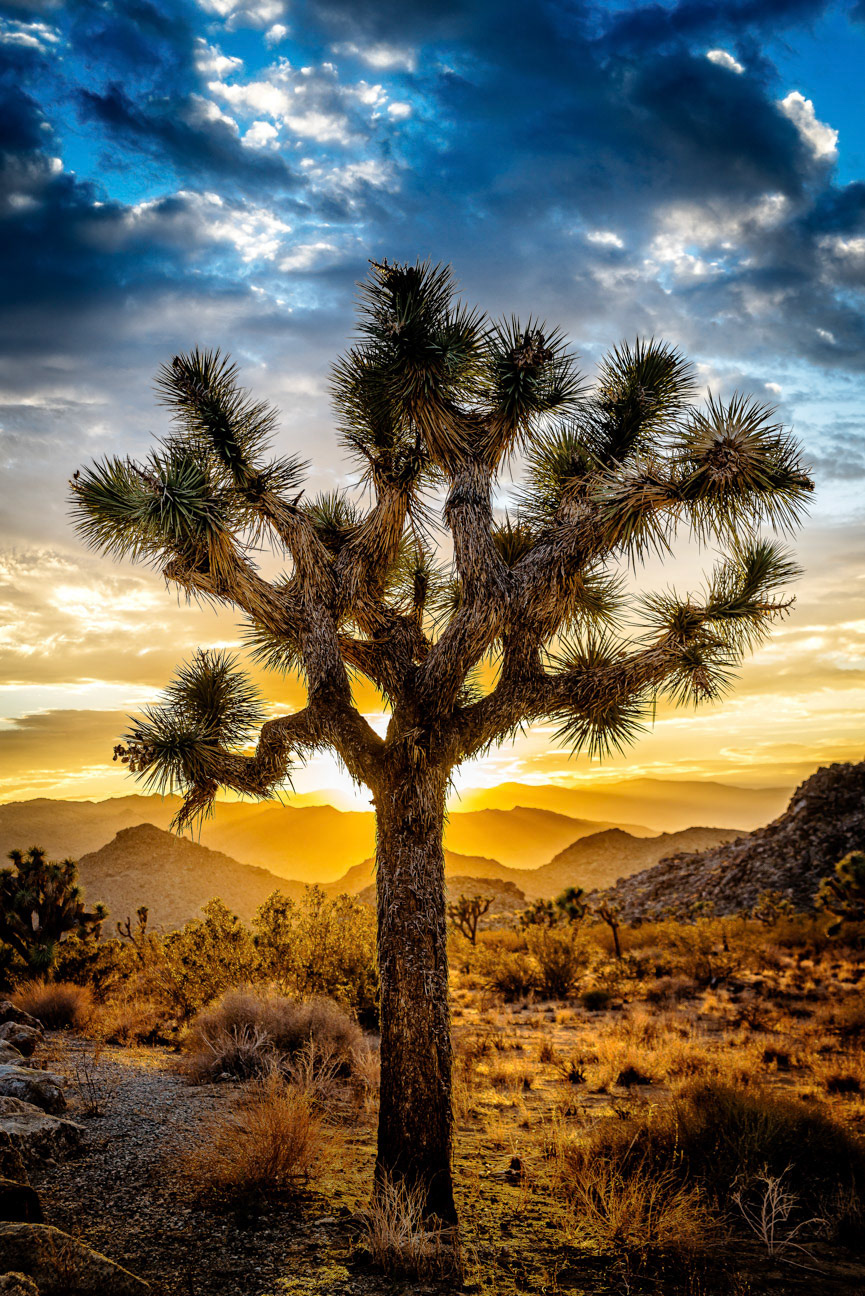 Joshua Tree National Park 1