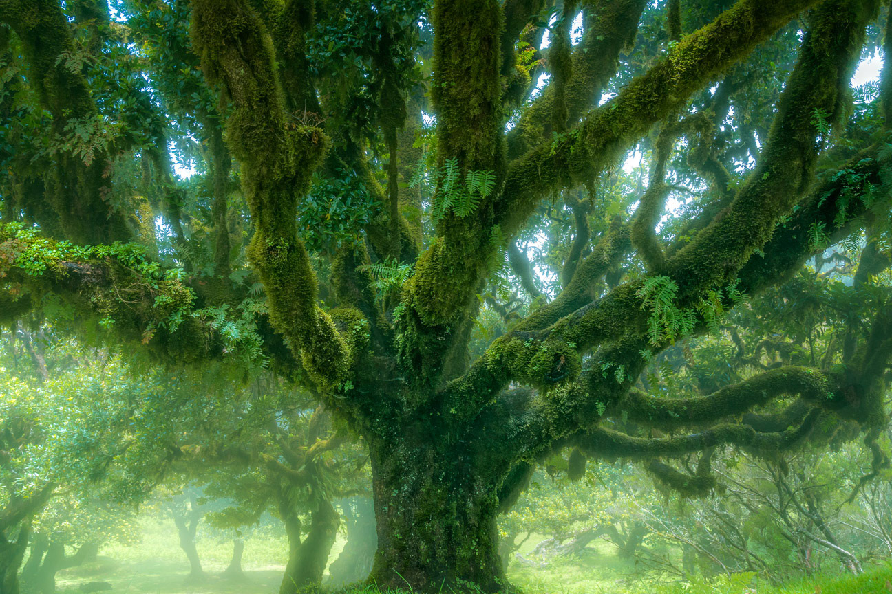Madeira