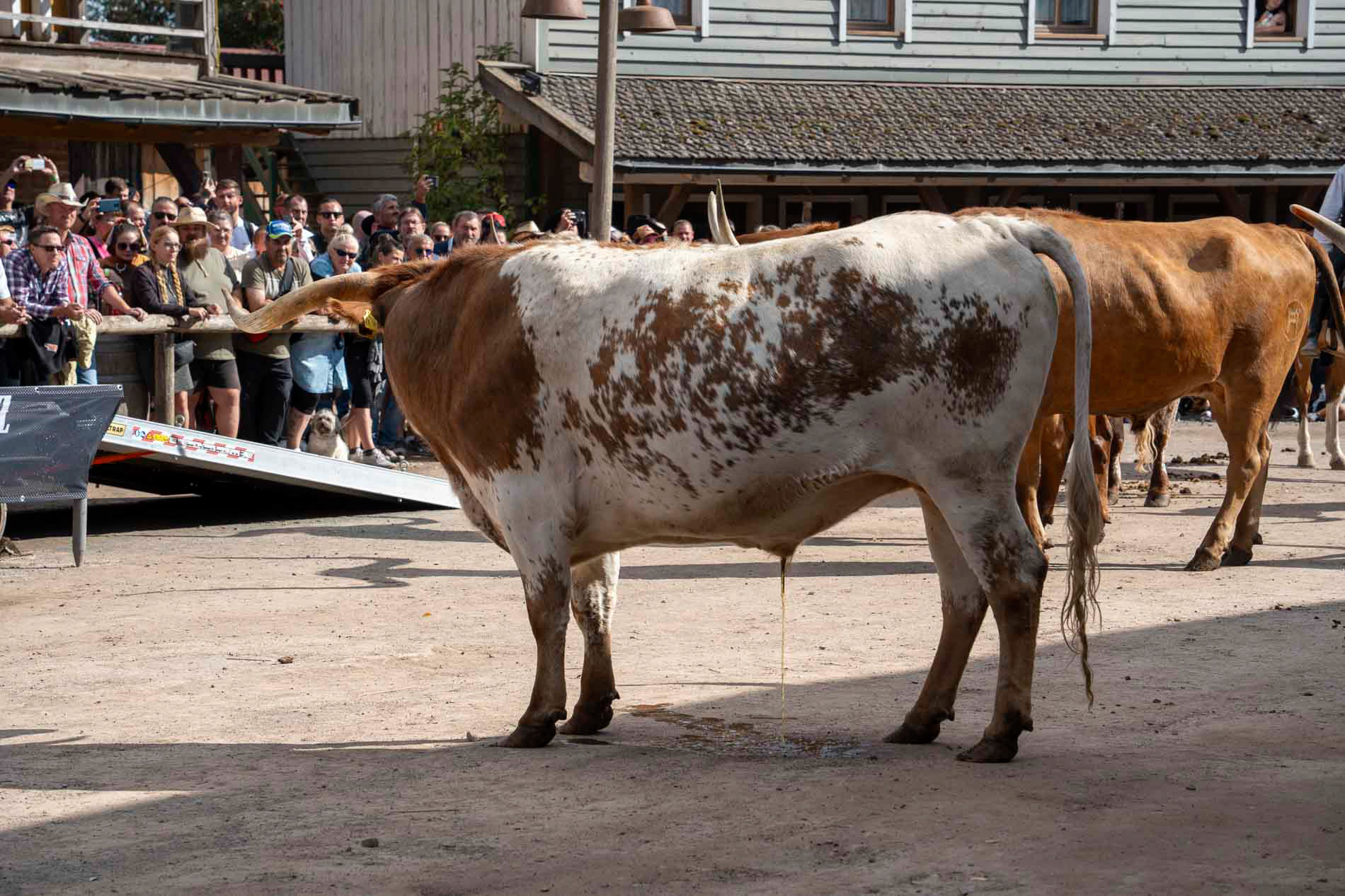 Western Show