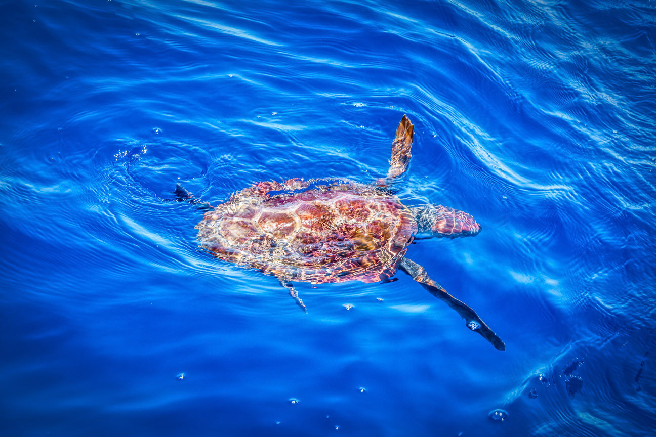 Madeira Loggerhead Turtle
