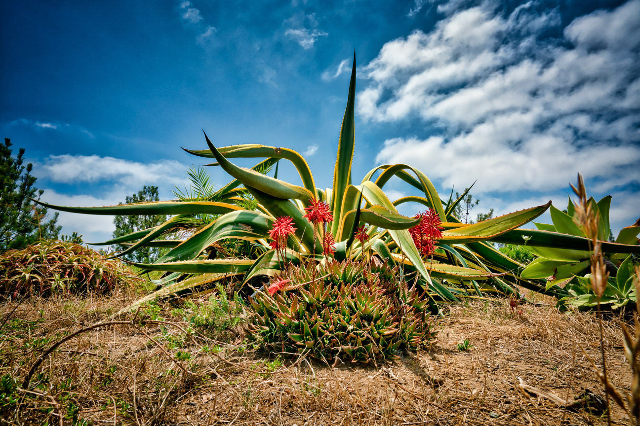 San Diego Agave Americana