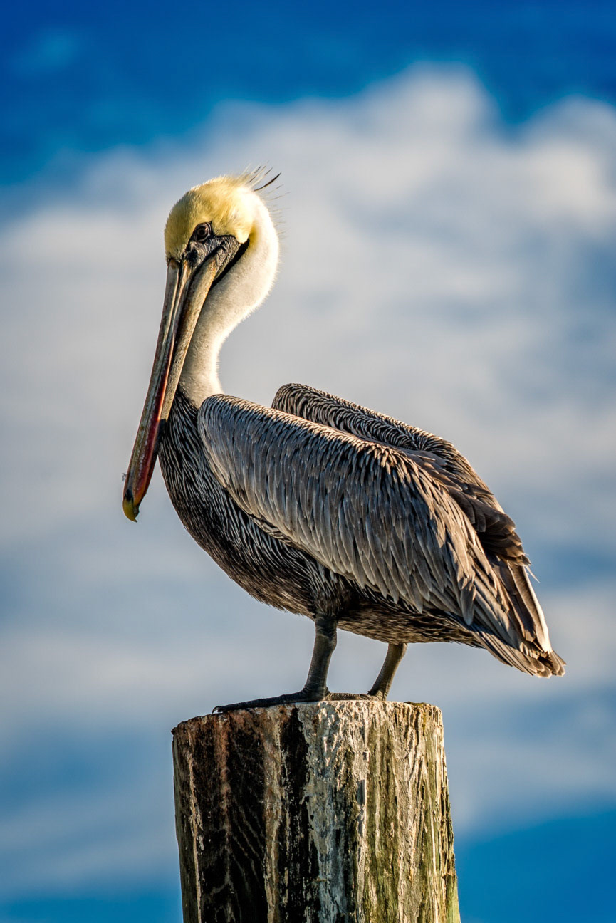Key West Pelican