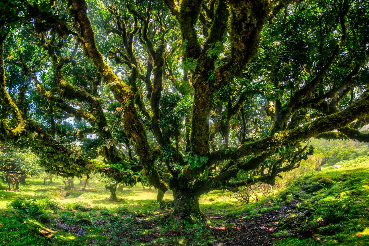 Madeira