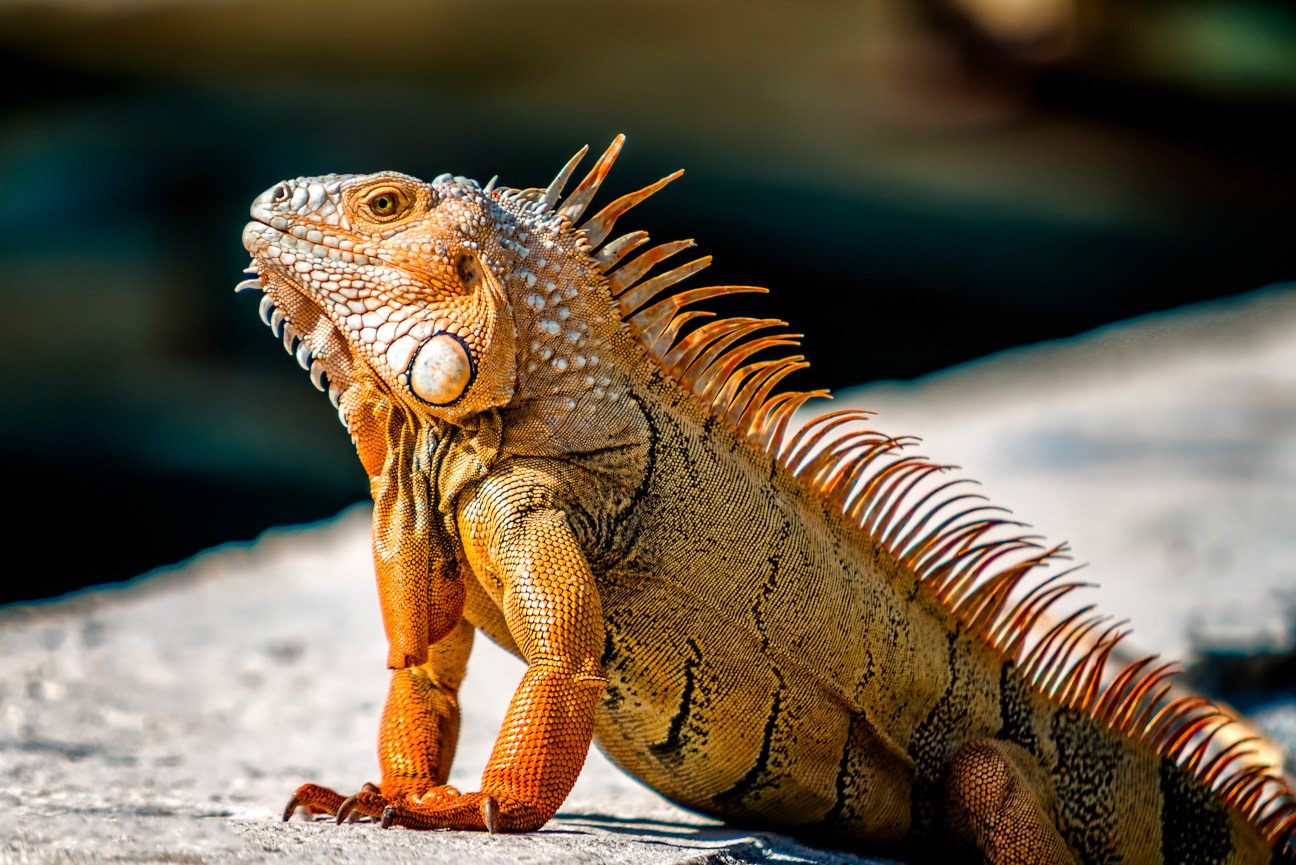 Key West Green Iguana