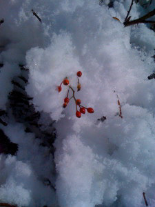 Berries in the Snow