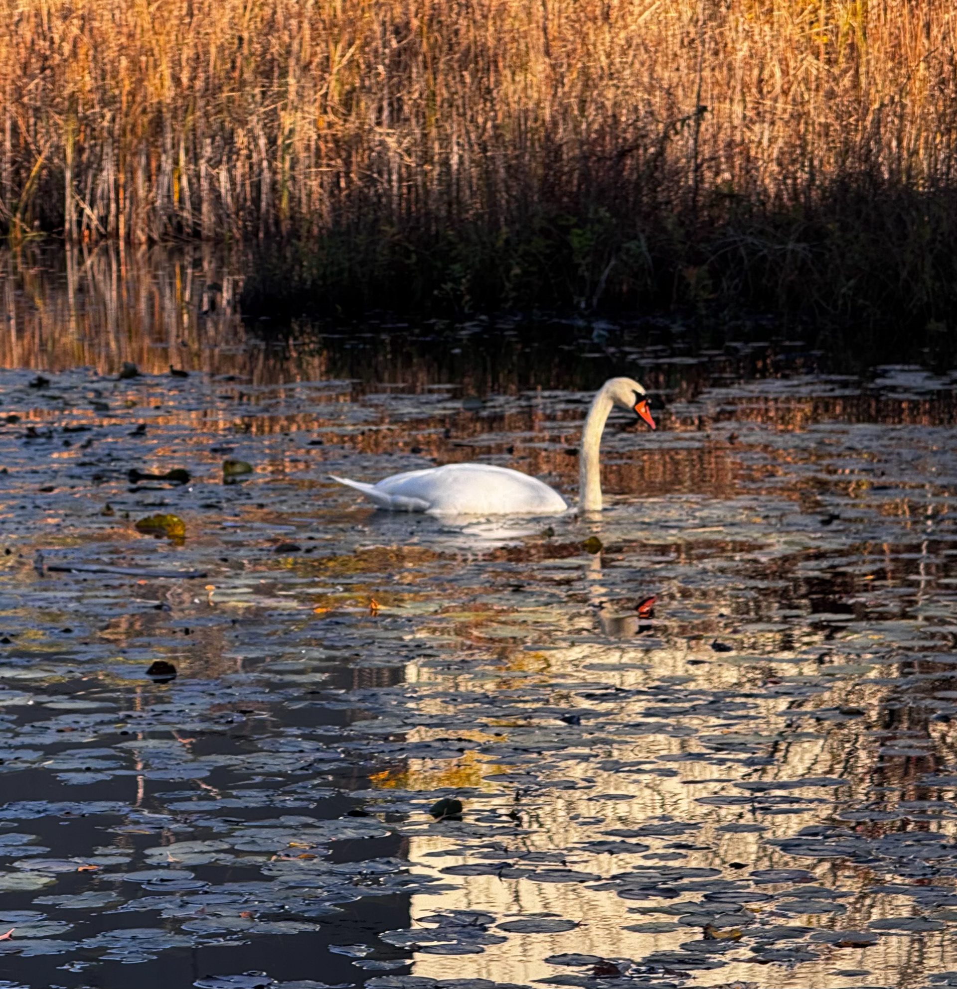 Swan at Hammond Pond