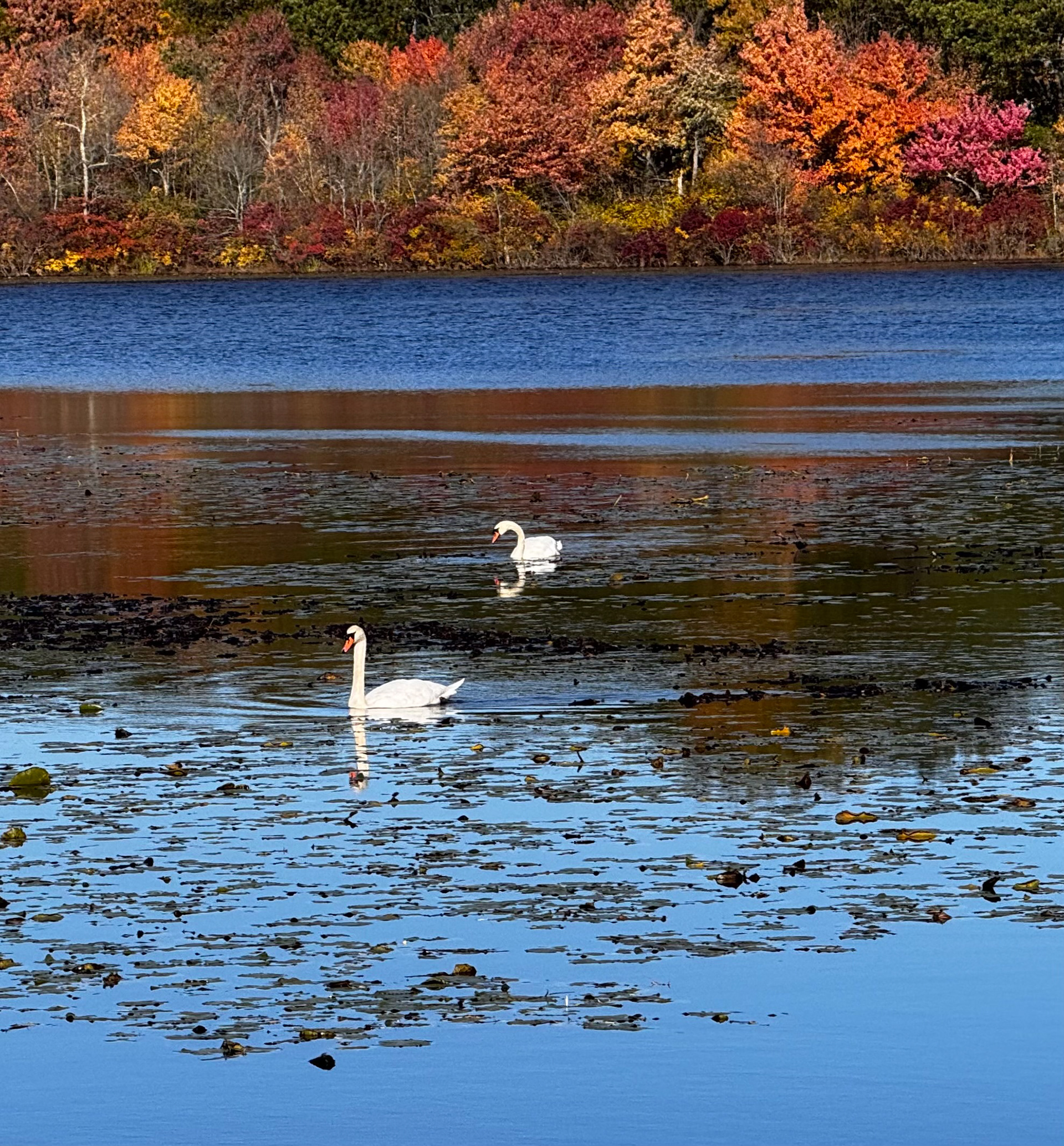 Swans at Hammond Pond