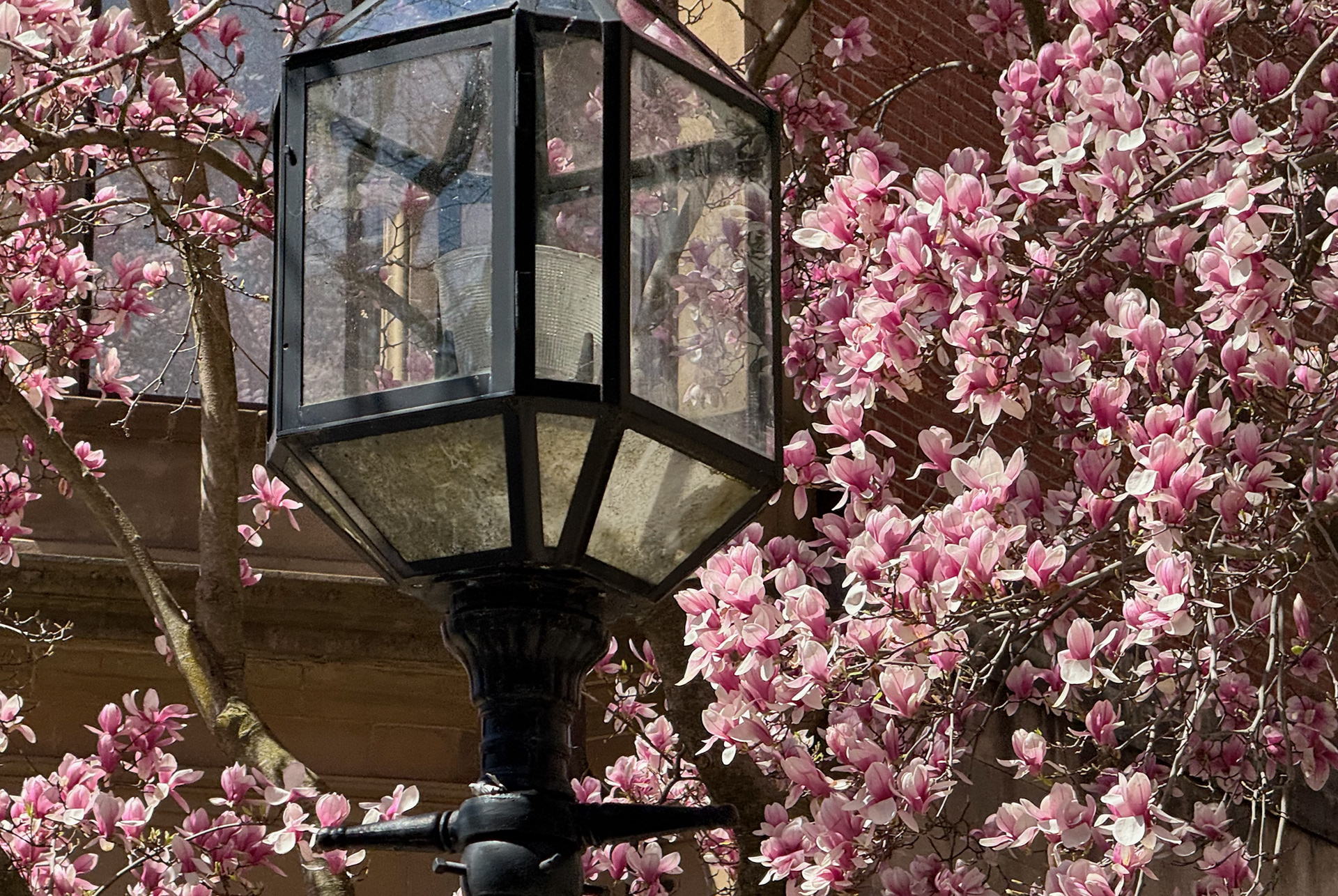 Magnolia in Back Bay