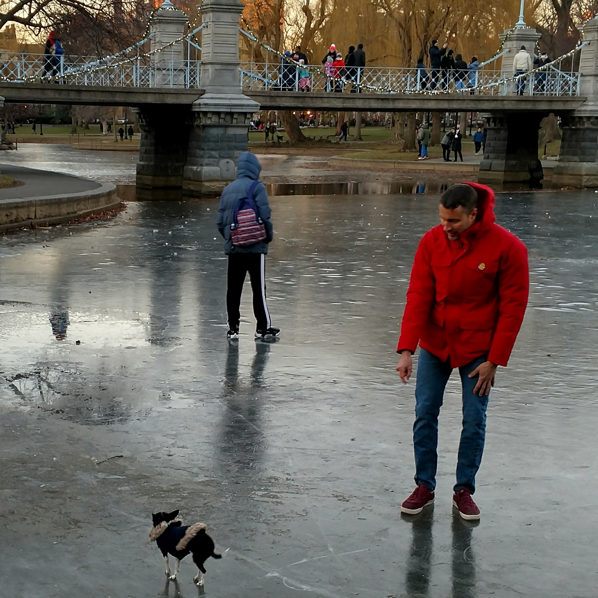 Walking the Dogs at the Public Garden 