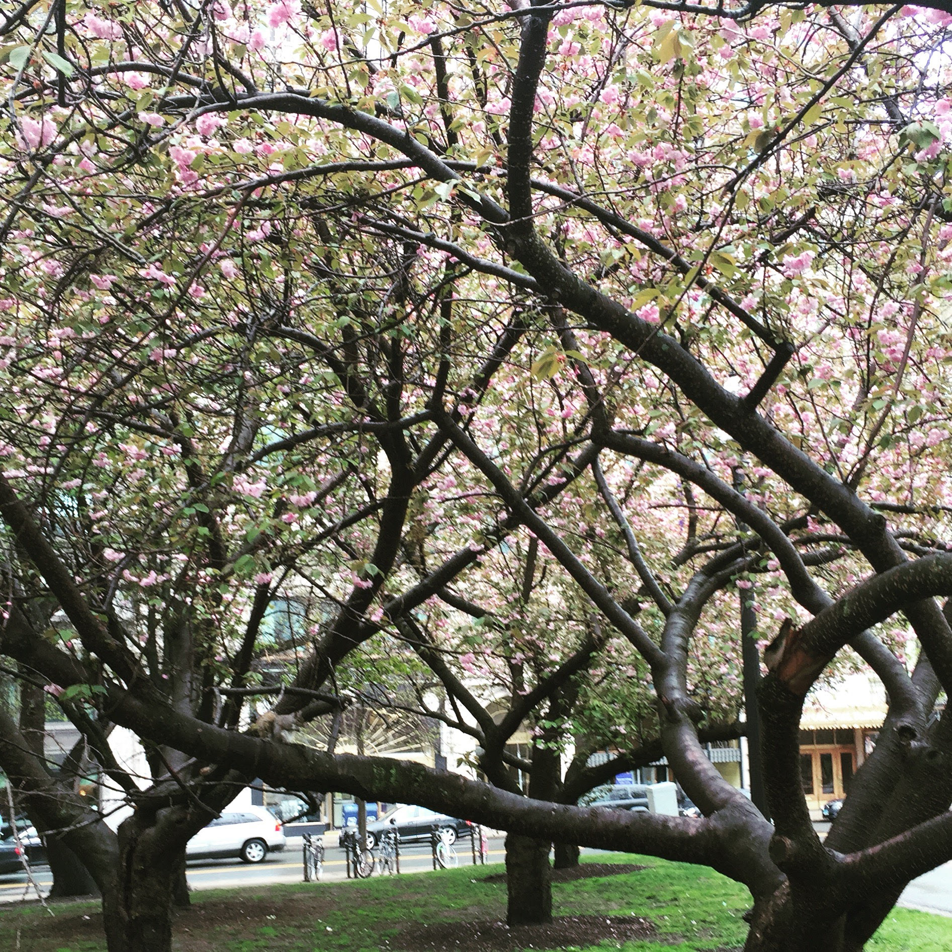 Spring on Commonweath Ave