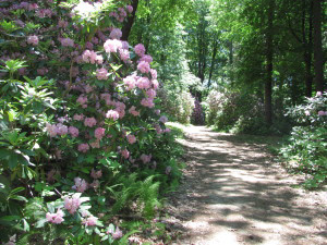 June Blooms at Maudsley State Park