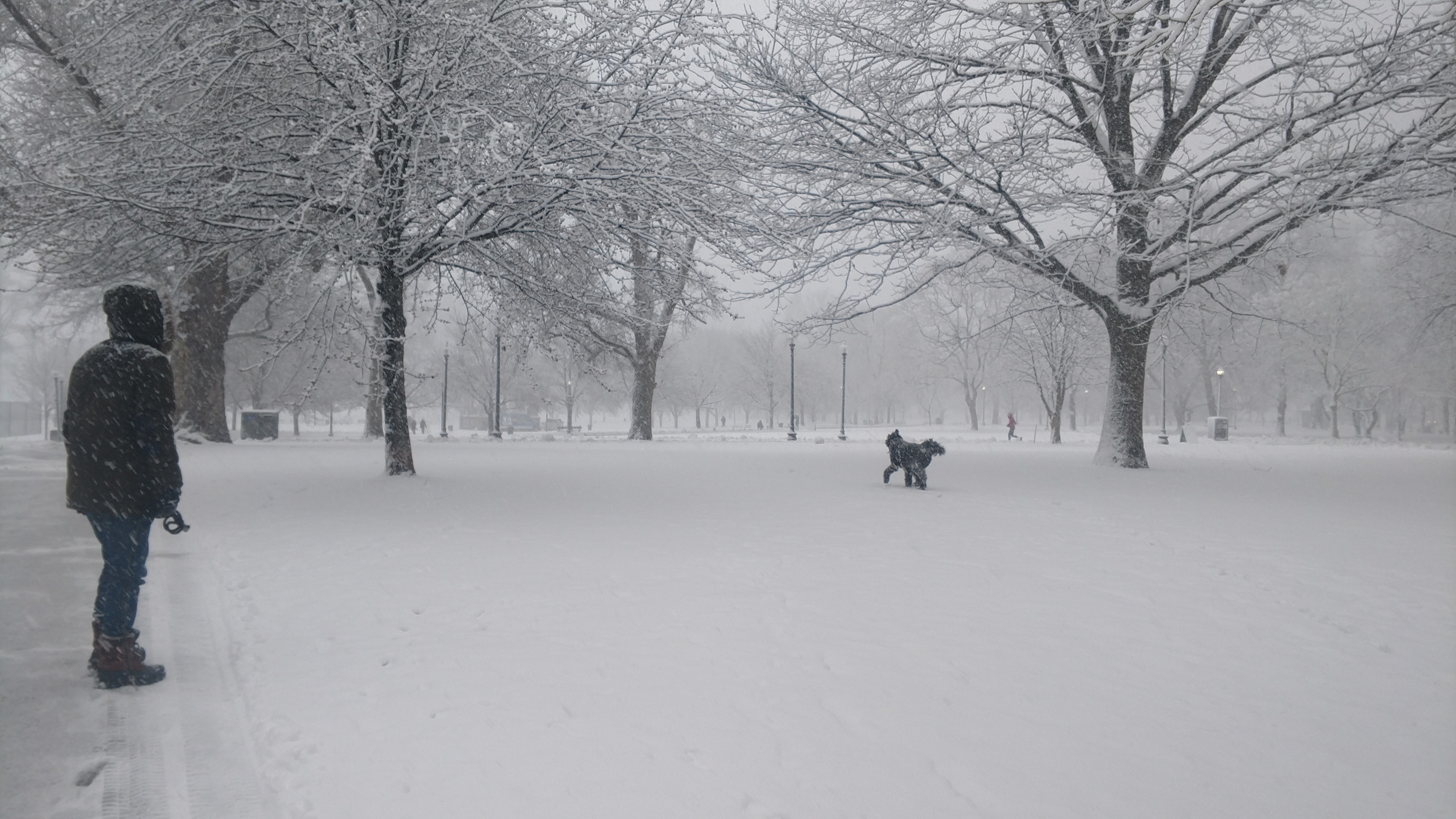 Walking the Dog in a SnowStorm