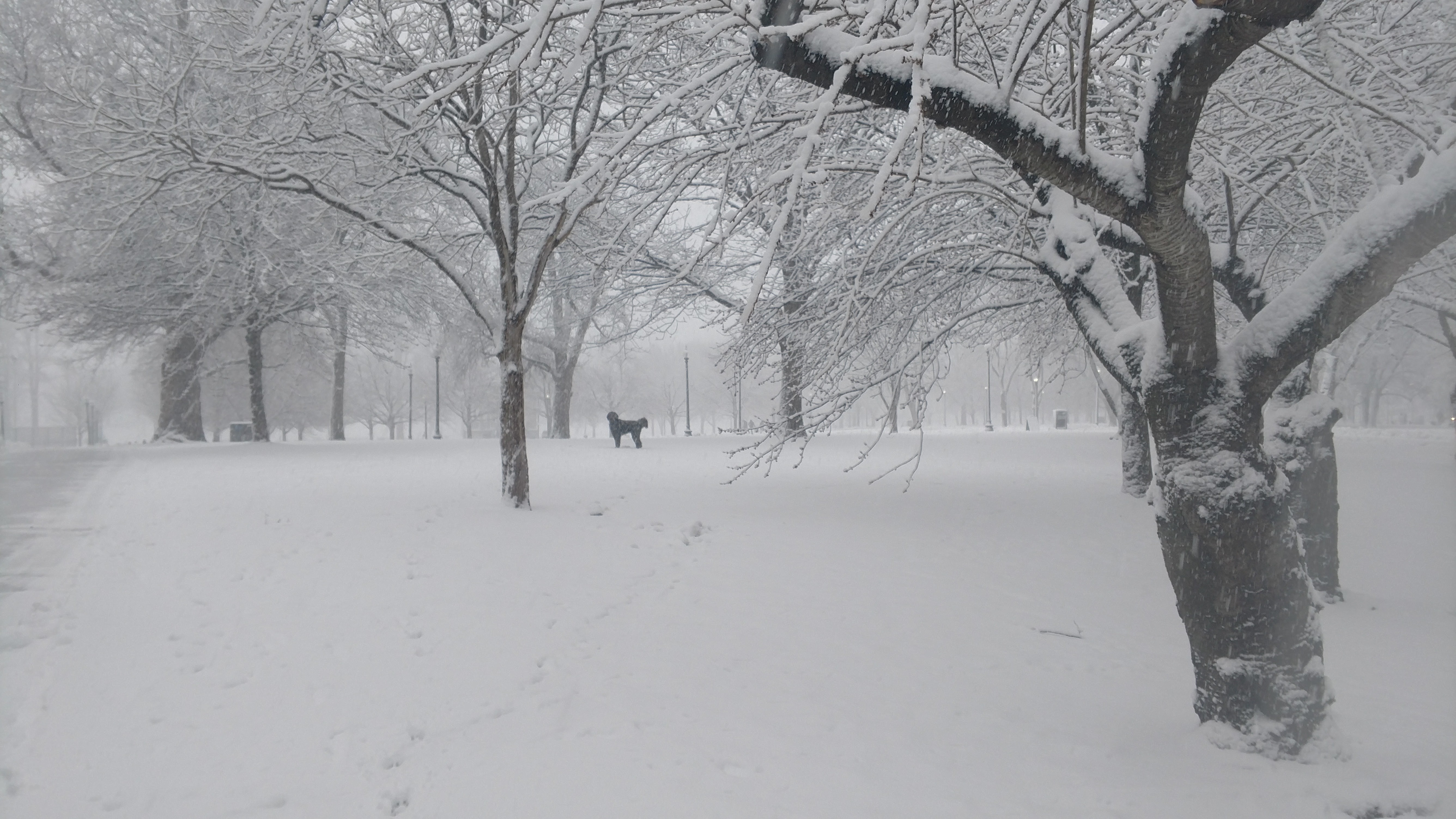 Black Dog in a Snow Storm