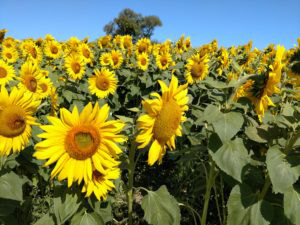 Sunflowers in August