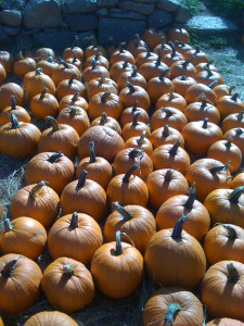 Pumpkin Spree
