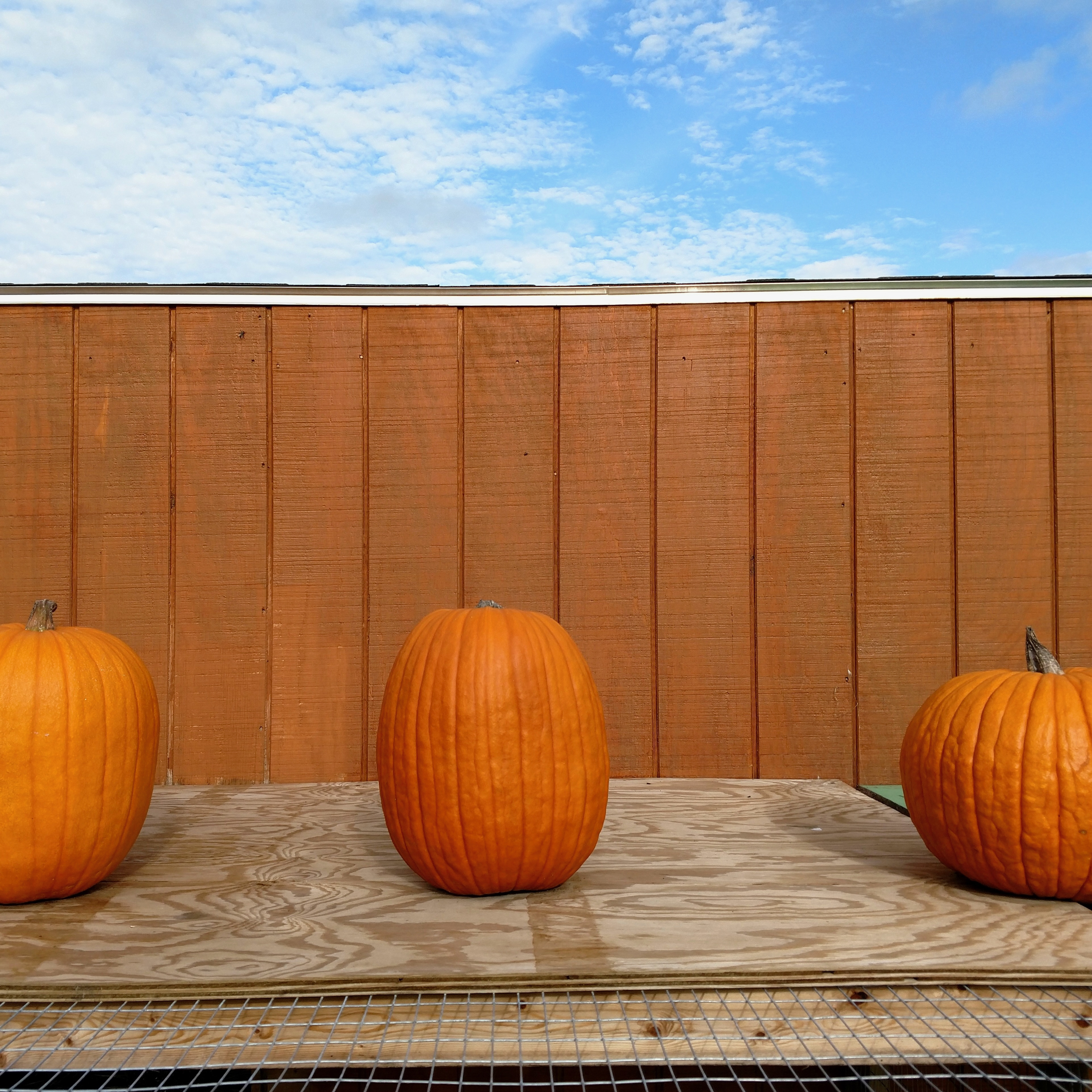 Classical Pumpkins