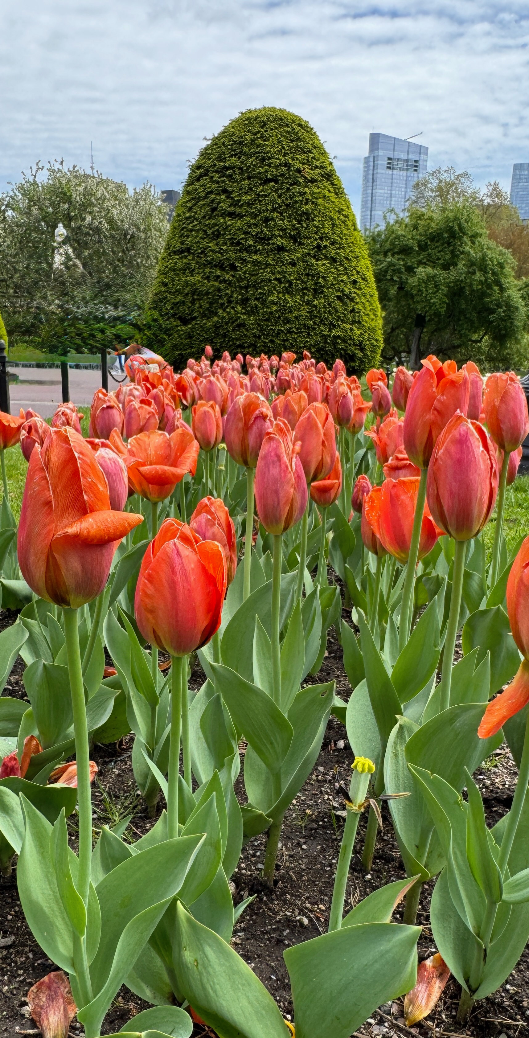Spring in the Public Garden