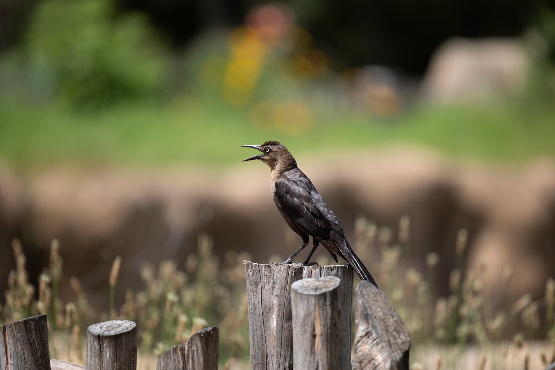 Wild Bird in Zoo
