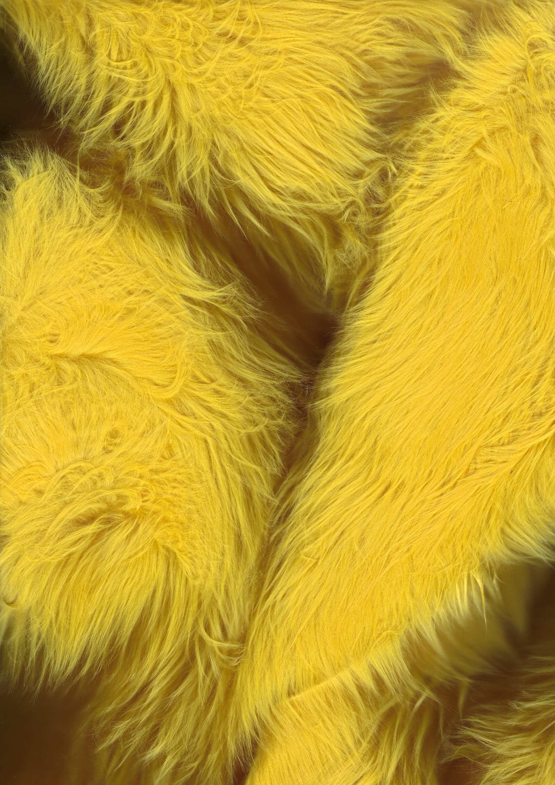Yellow fur scan