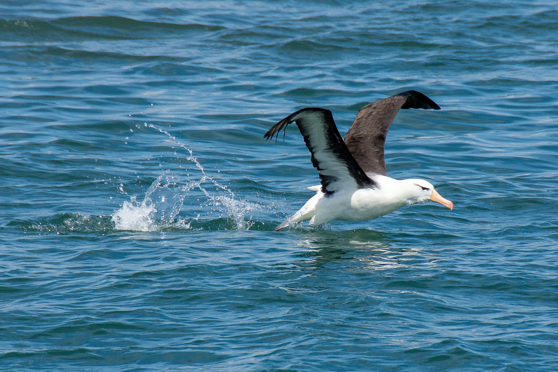 Albatross at Bempton Cliffs