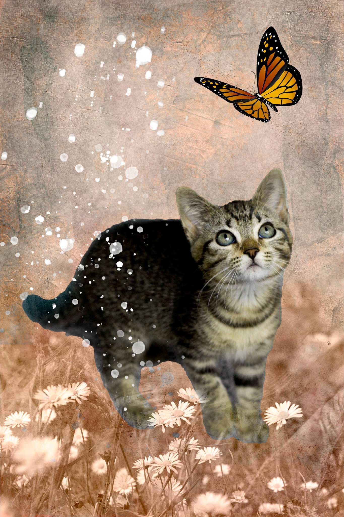 Kitten with butterfly