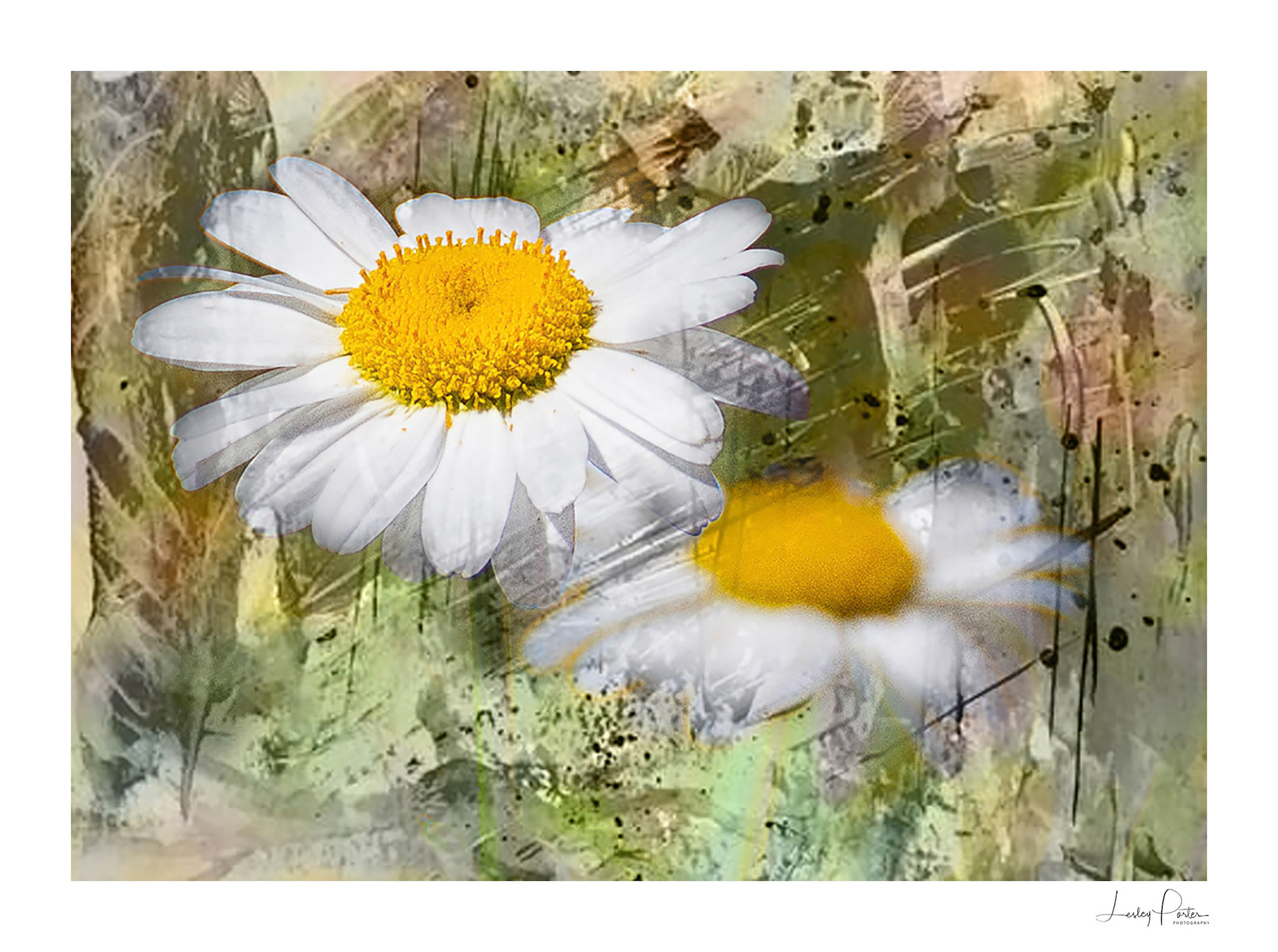 Daisy daisy