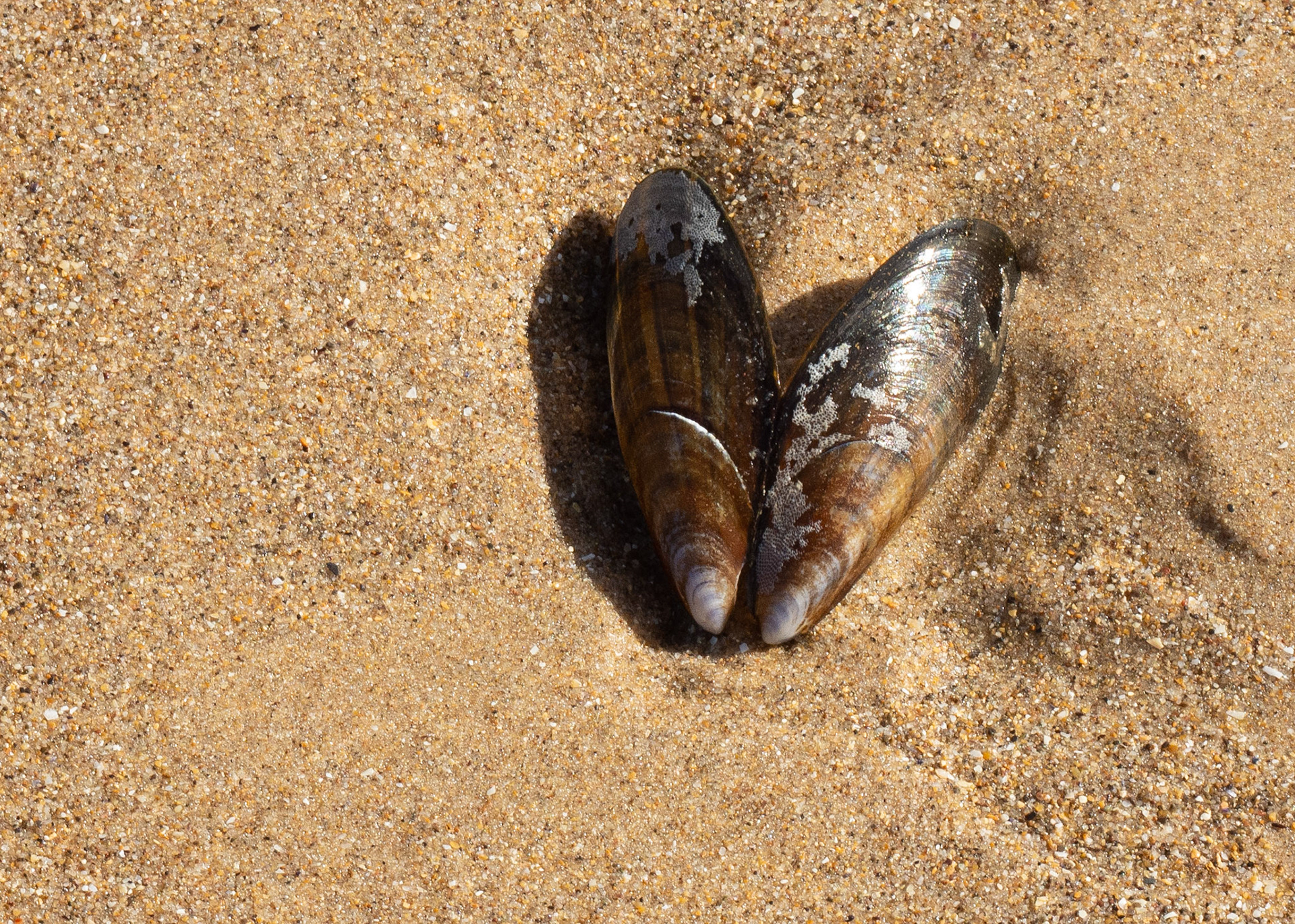 Sand and shell