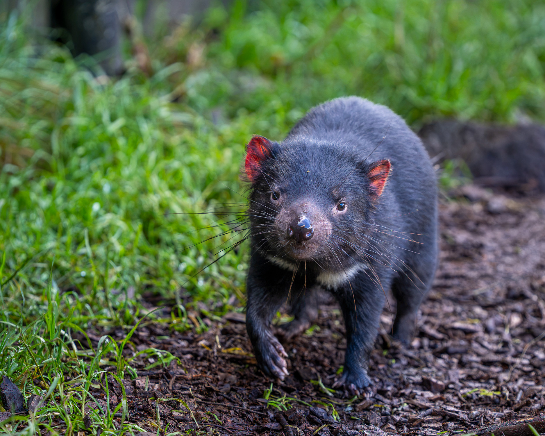 Tasmanian Devil ~ endangered