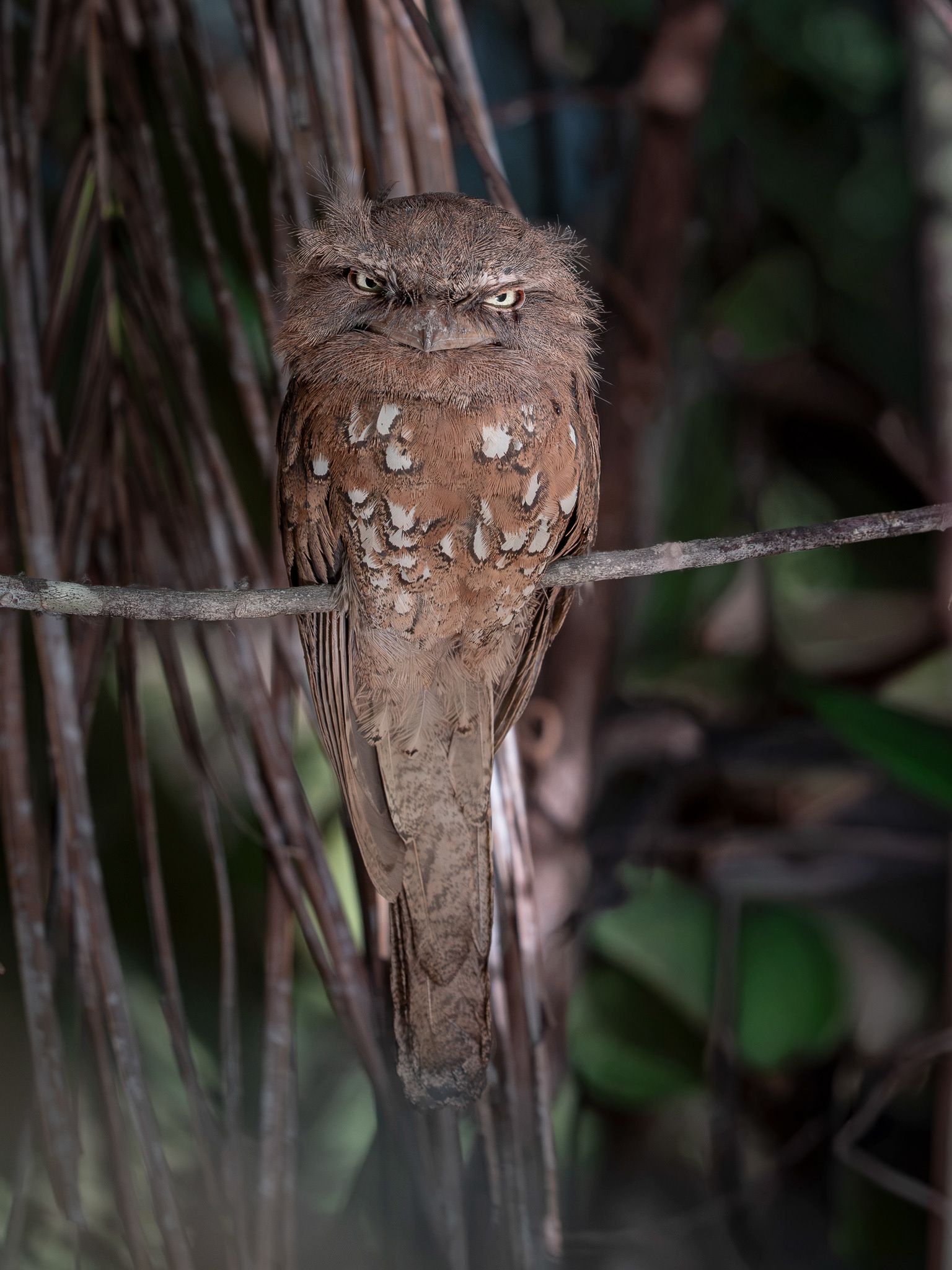Sunda Frogmouth 