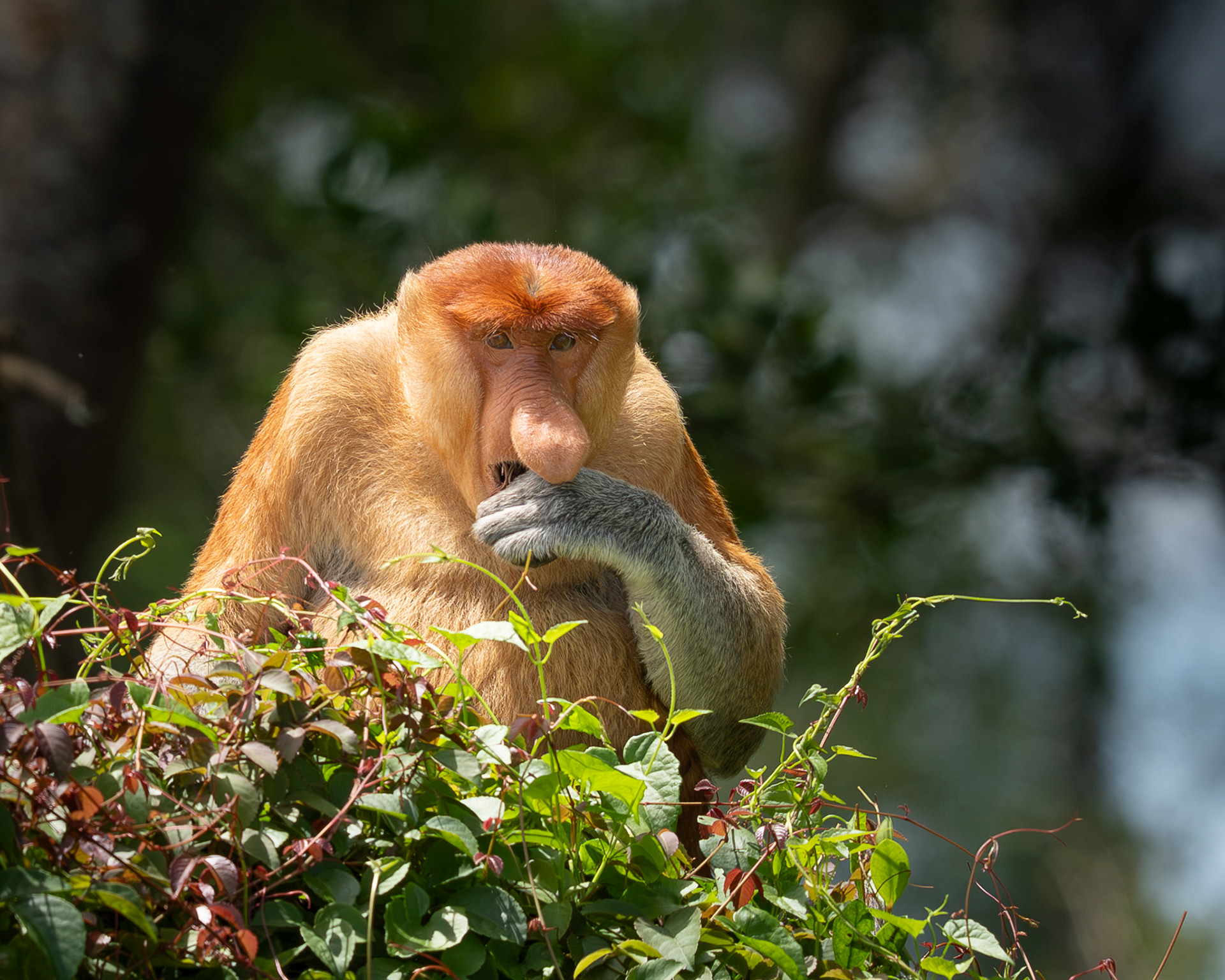 Proboscis Monkey