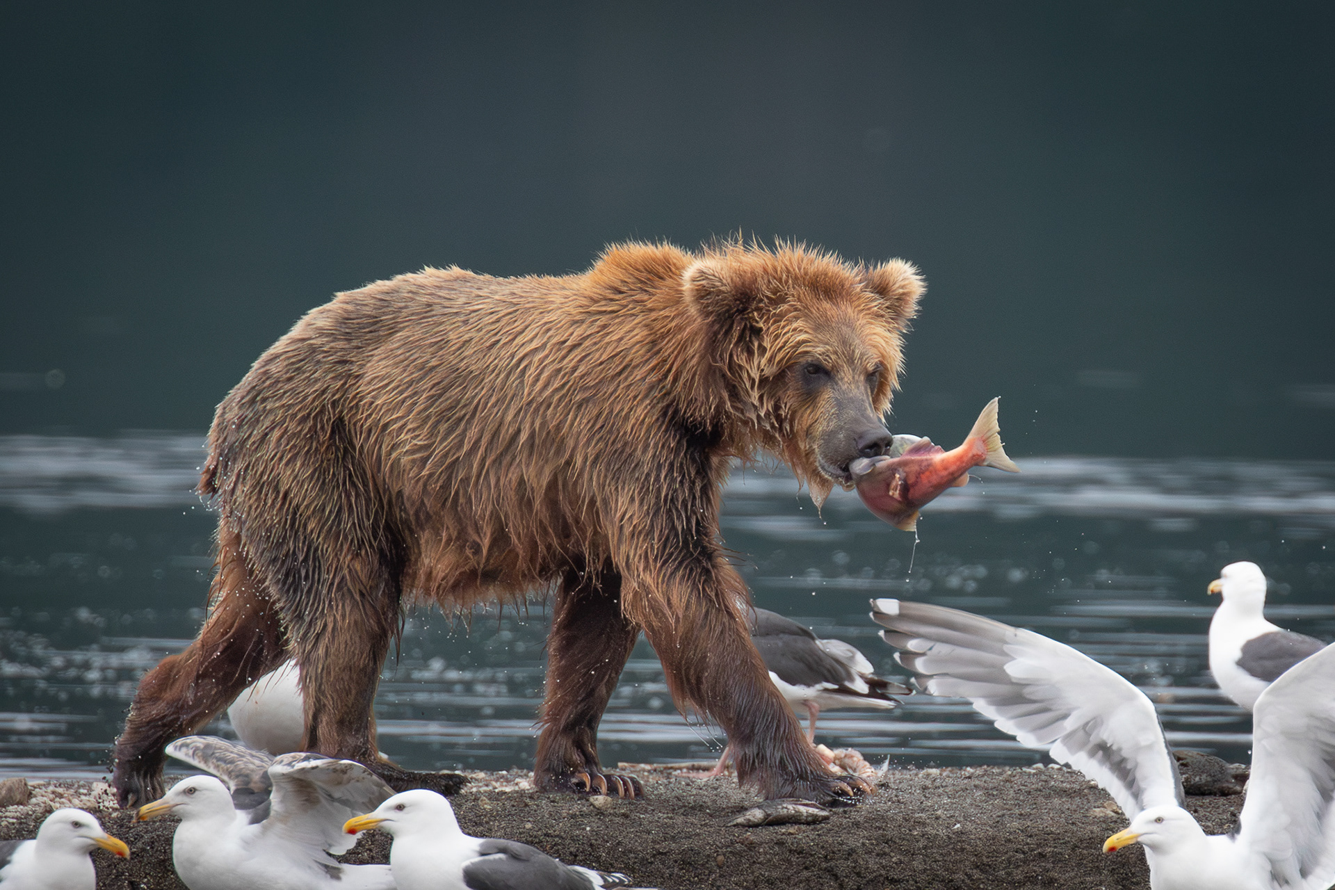Freshly caught salmon, Kuril Lake, Kamchatka, Russia
