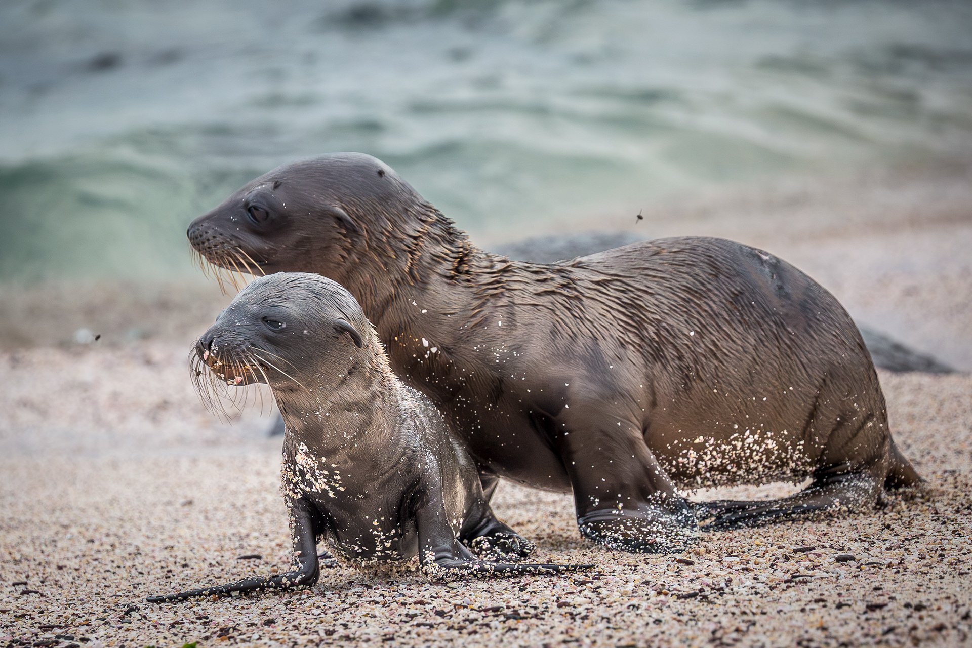 Galapagos Sea Lion Pups