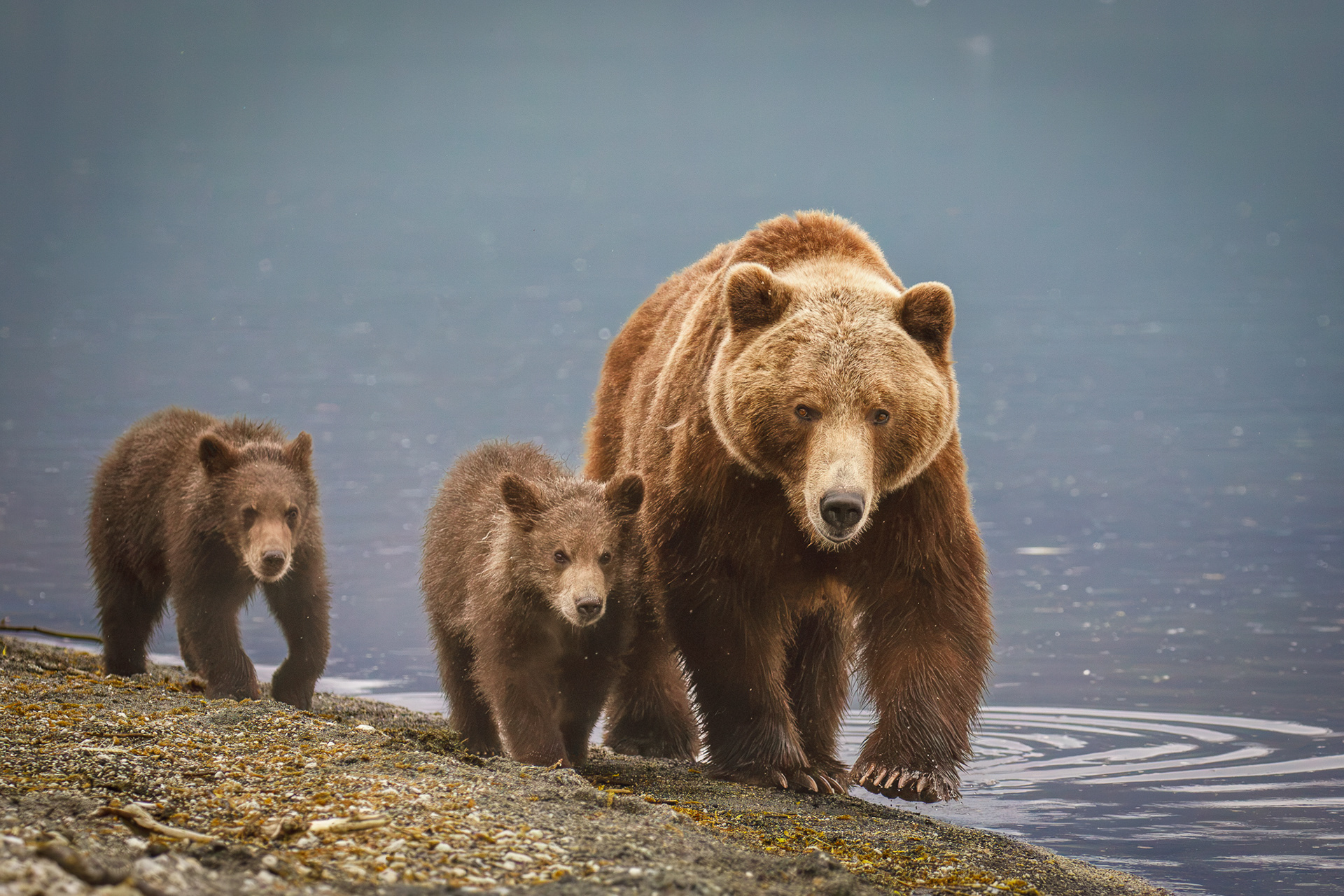 Brown bear Sow with Cubs, Kamchatka, Russia, Kural Lake