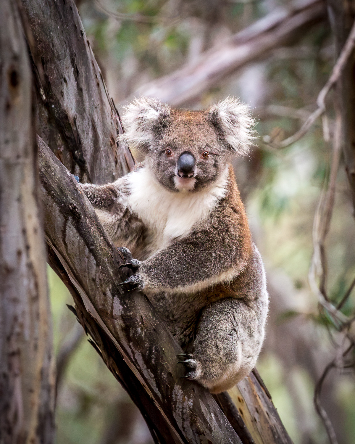 Koala ~ endangered