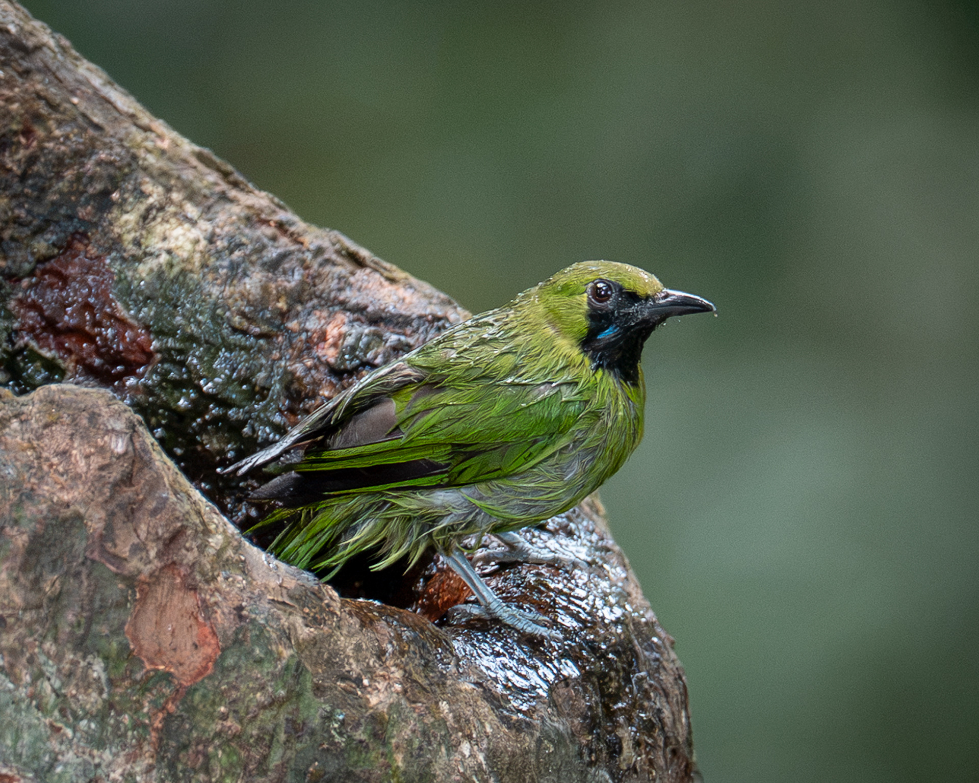 Lesser Green Leafbird