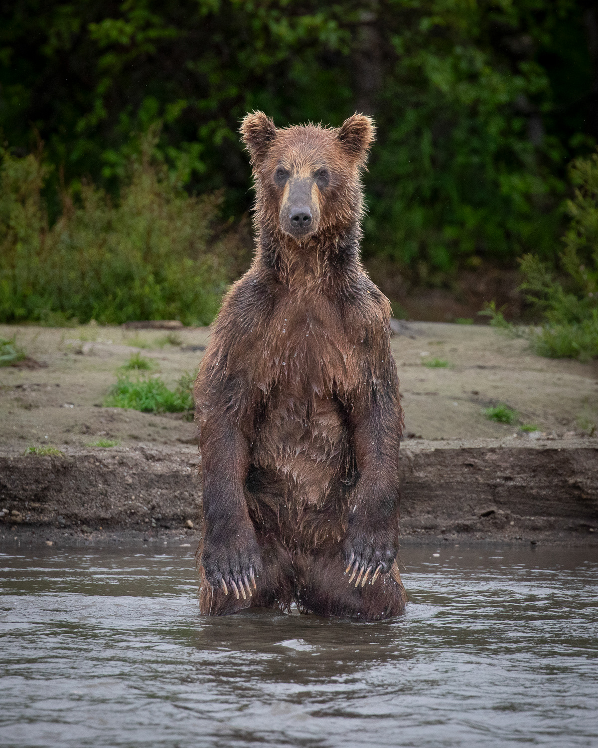 Brown Bear, Kamchatka, Russia