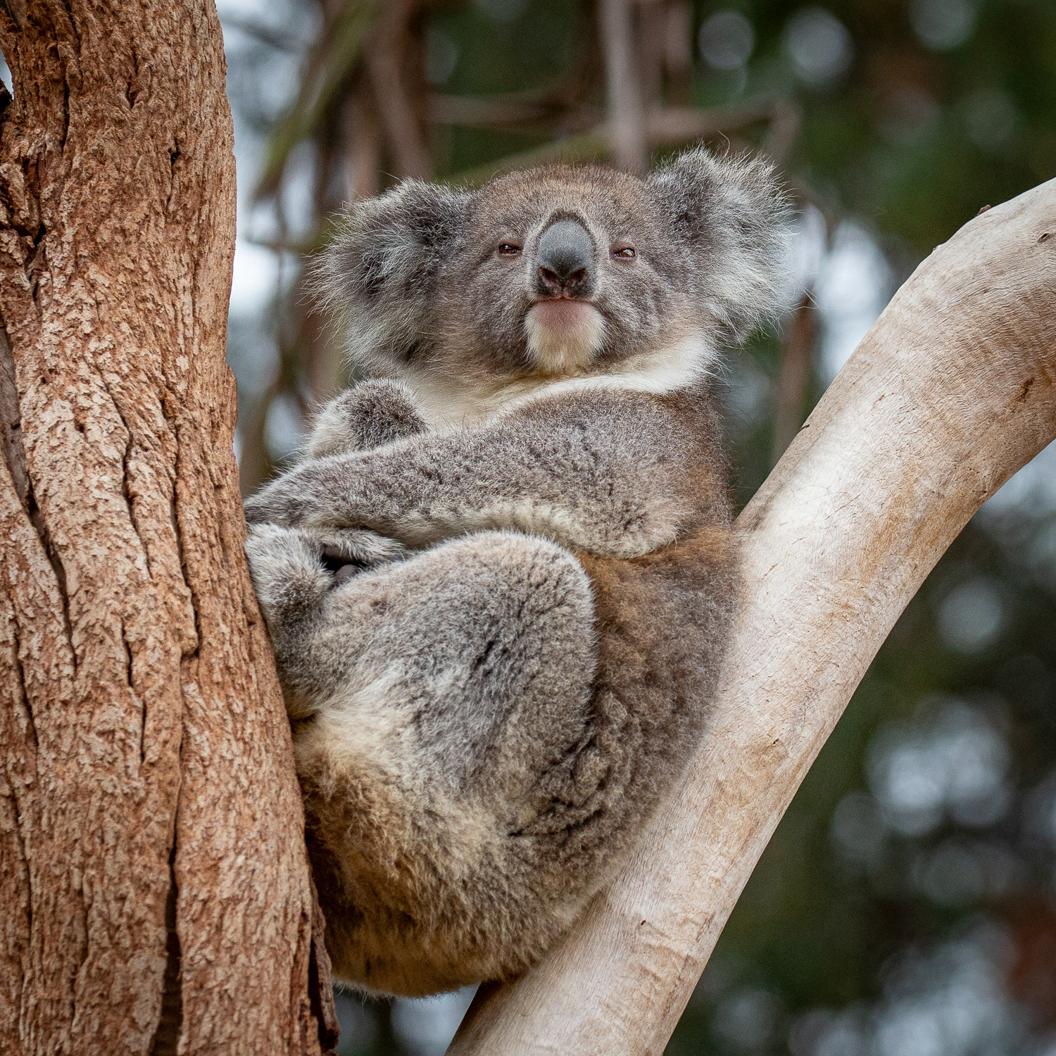 Koala ~ endangered