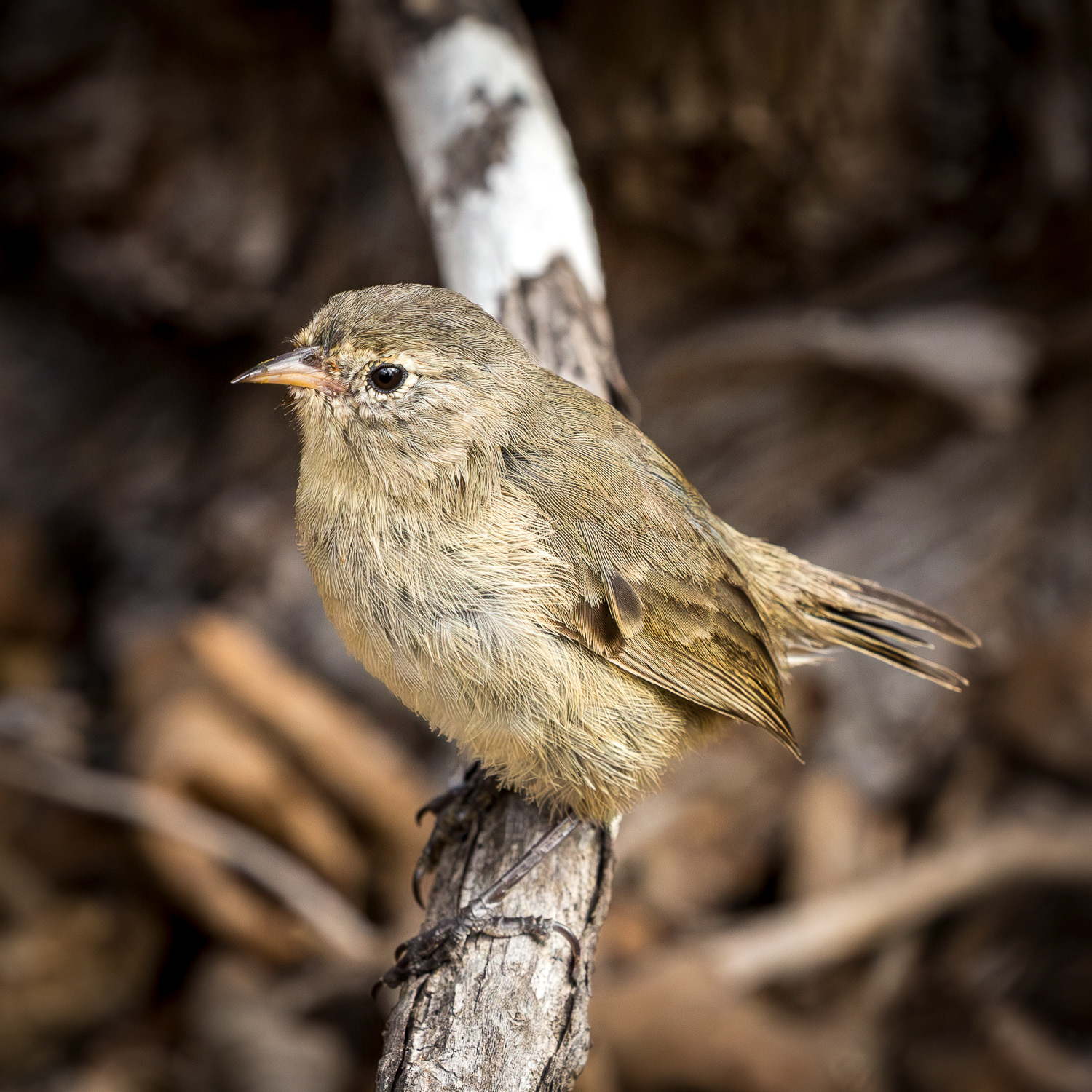 Grey Warbler-finch ~ one of Darwin's finches