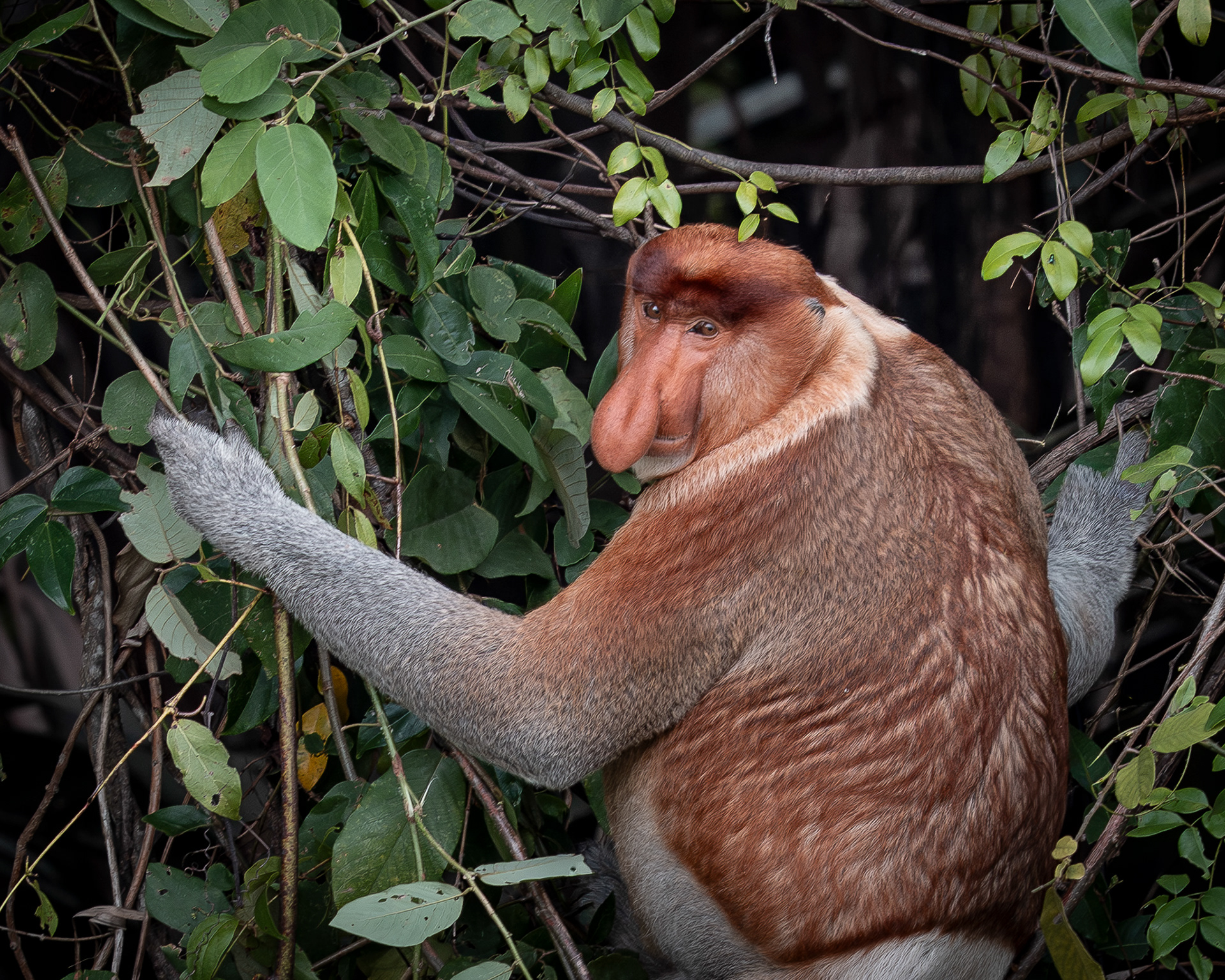 Proboscis Monkey