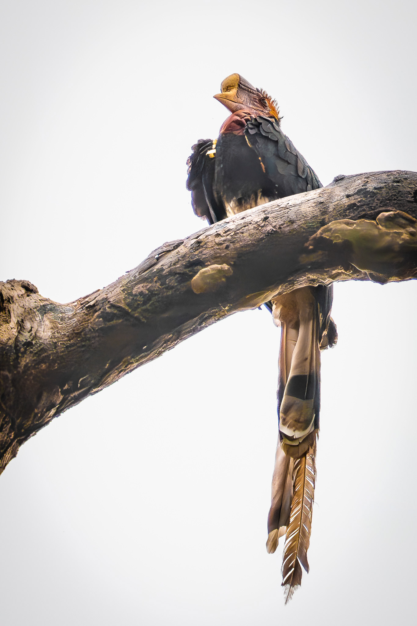 Helmeted Hornbill (critically endangered)