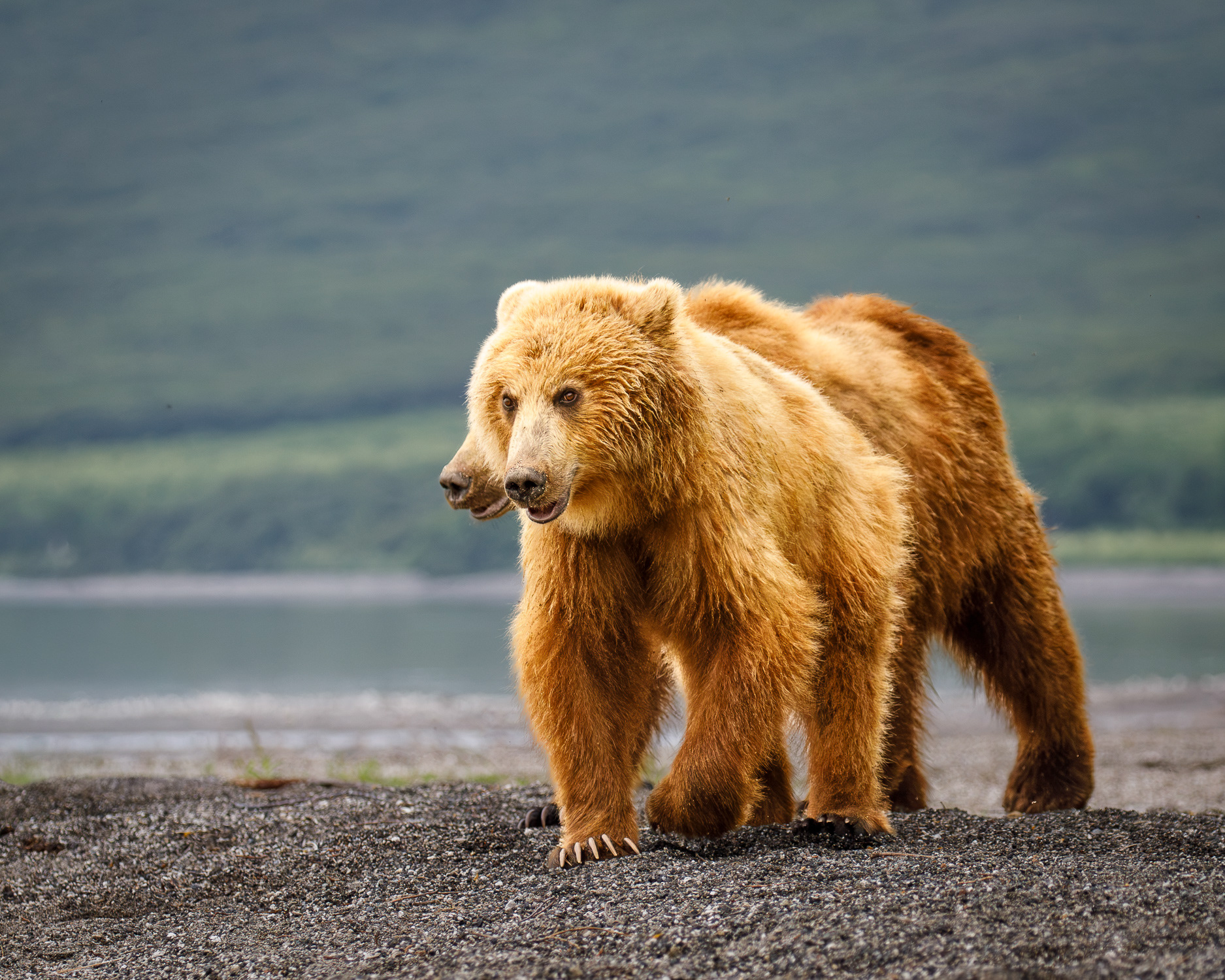 Brown Bear, Kamchatka, Russia