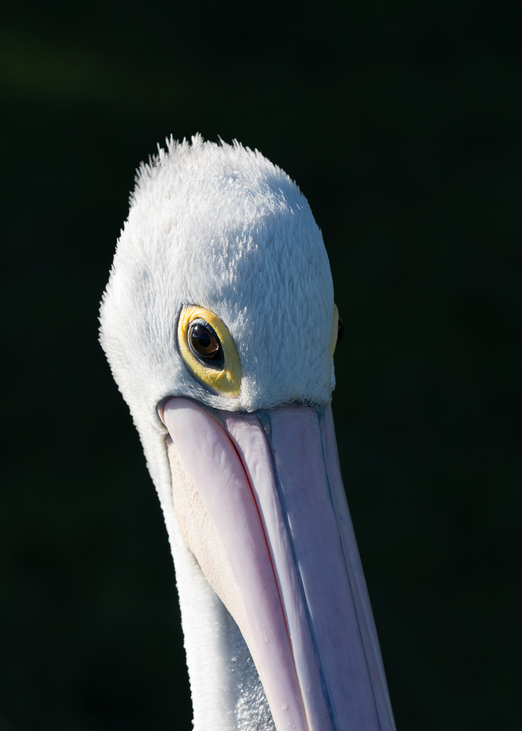 Australian White Pelican