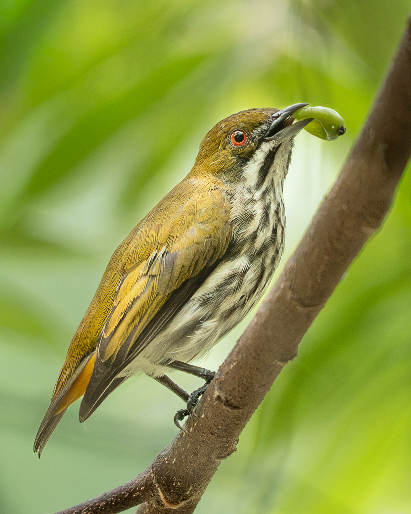 Yellow-vented Flowerpecker