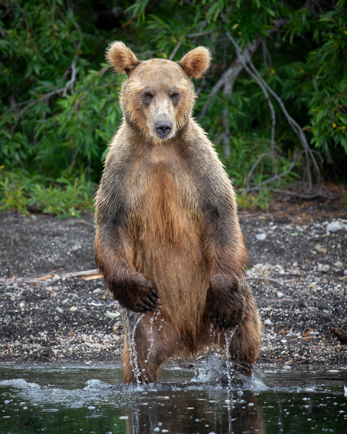 Brown Bear, Kamchatka, Russia