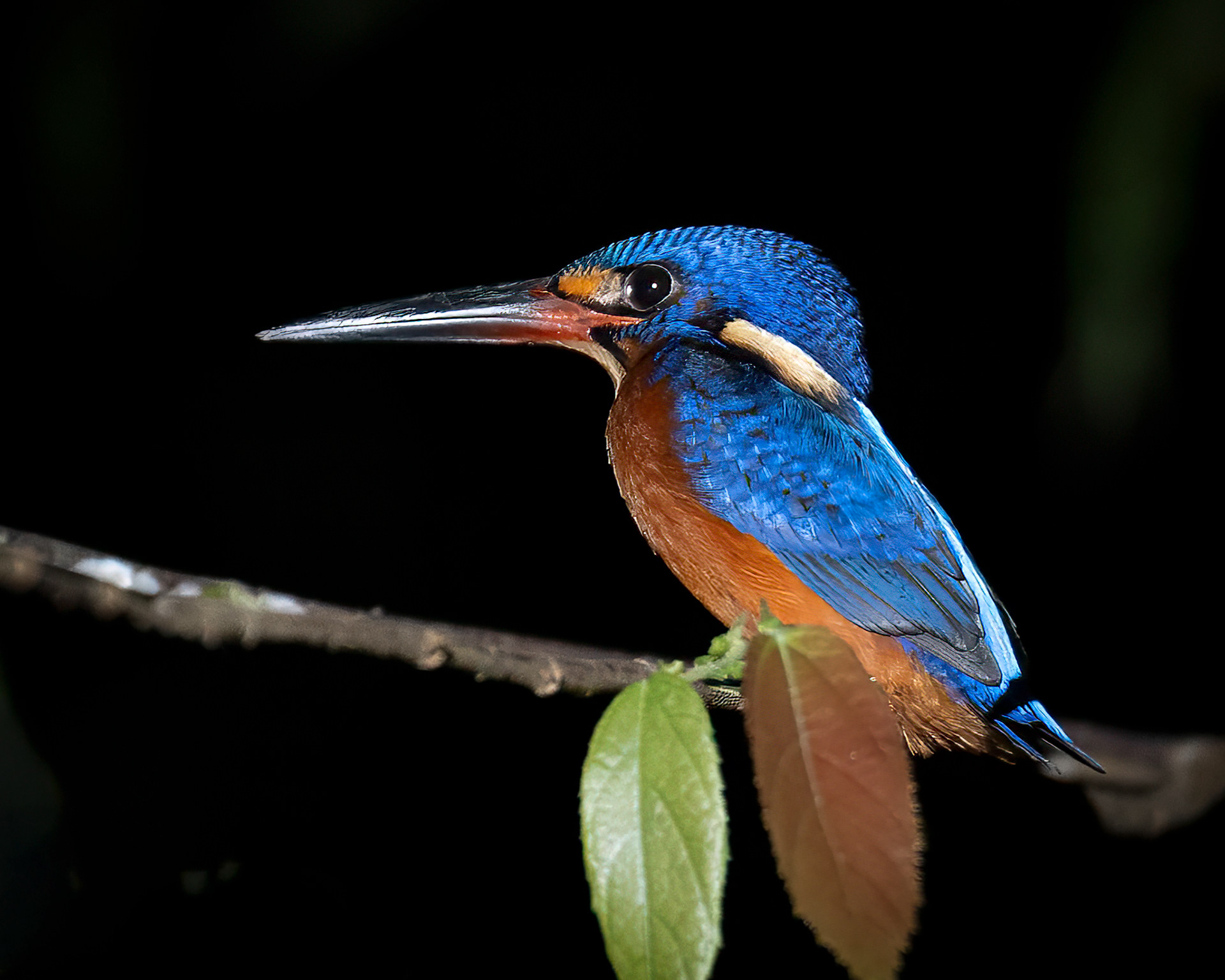 Blue-eared Kingfisher