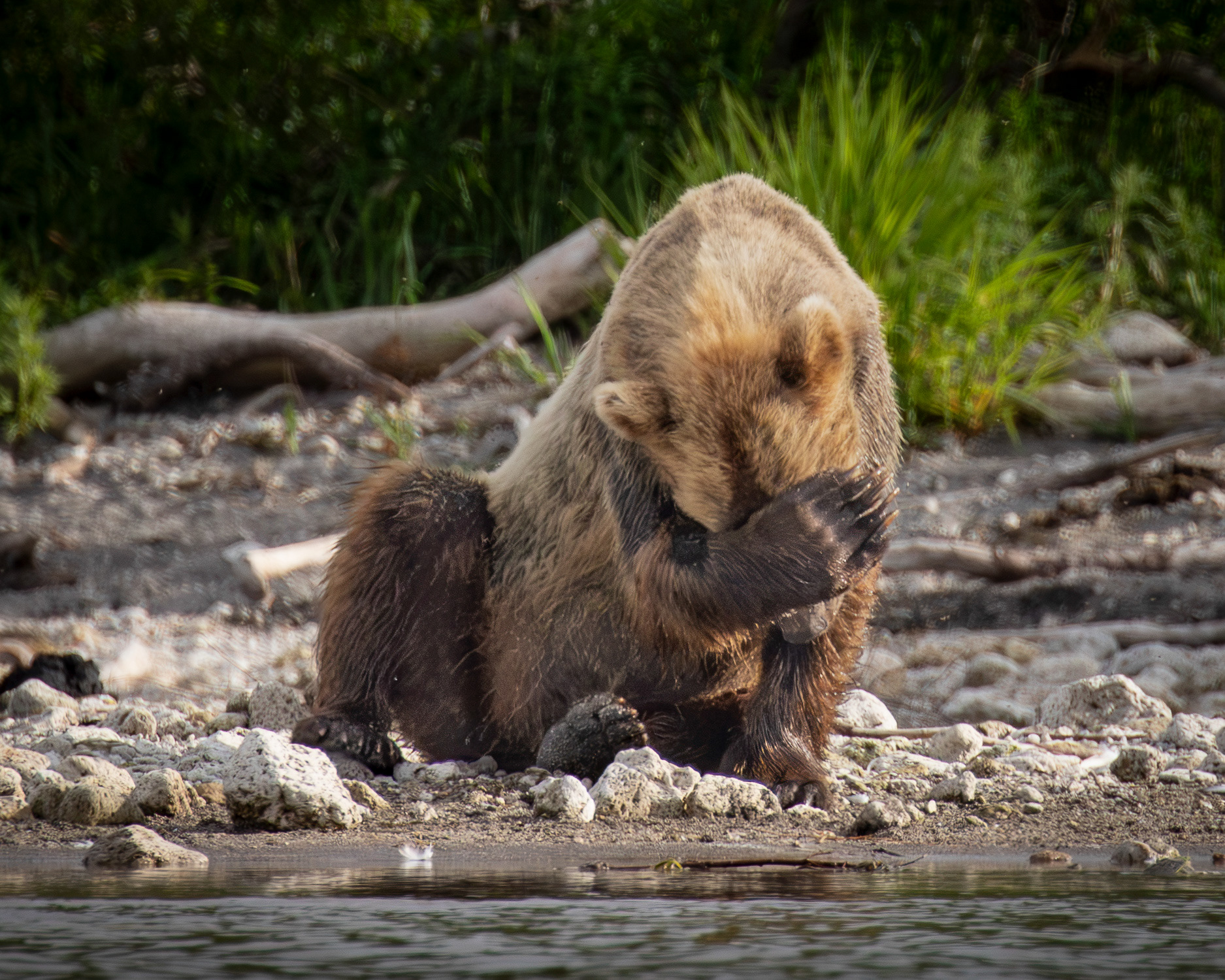 Brown Bear, shy bear, Kamchatka, 